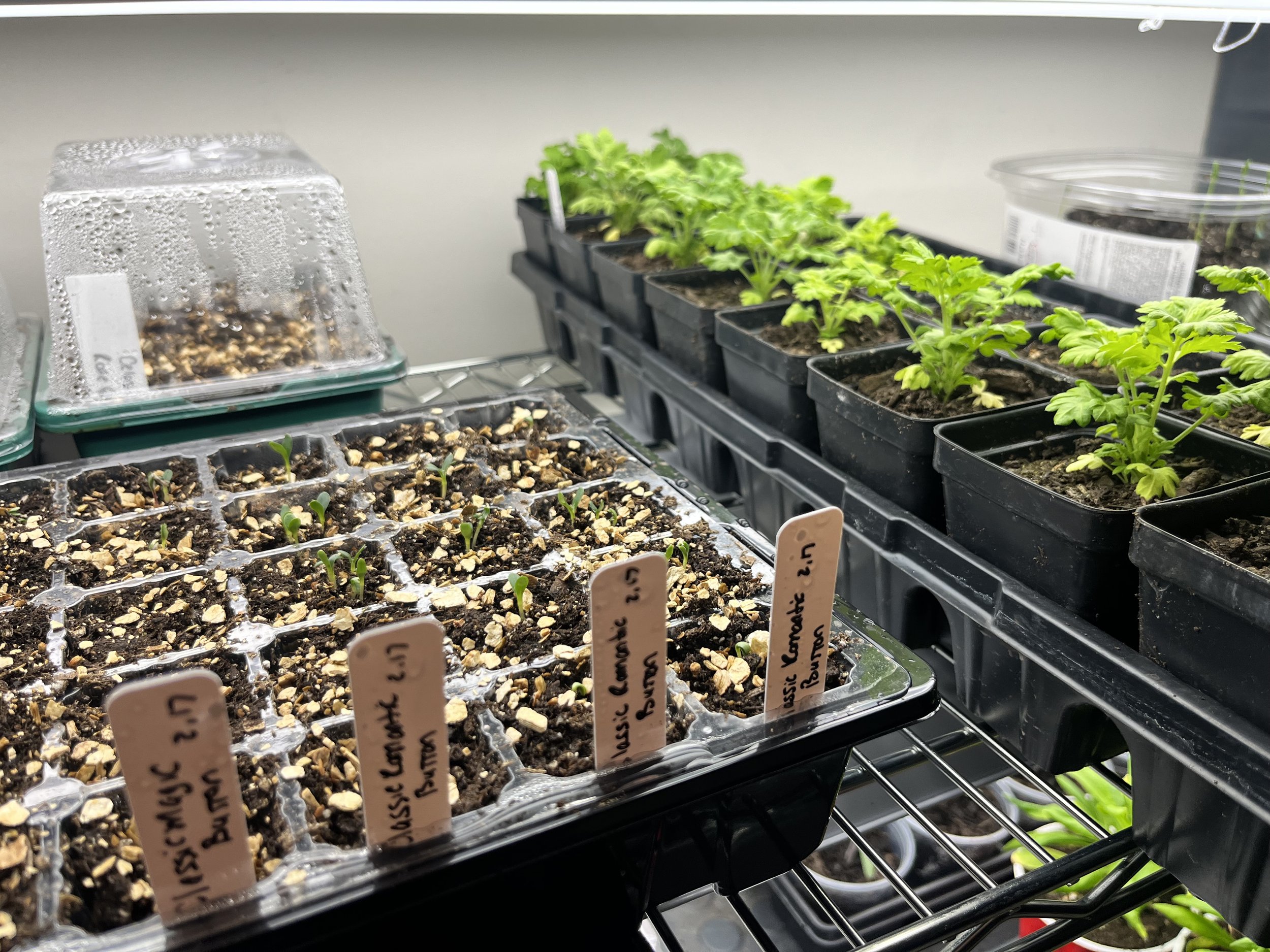 Still Growing: A February Reflection