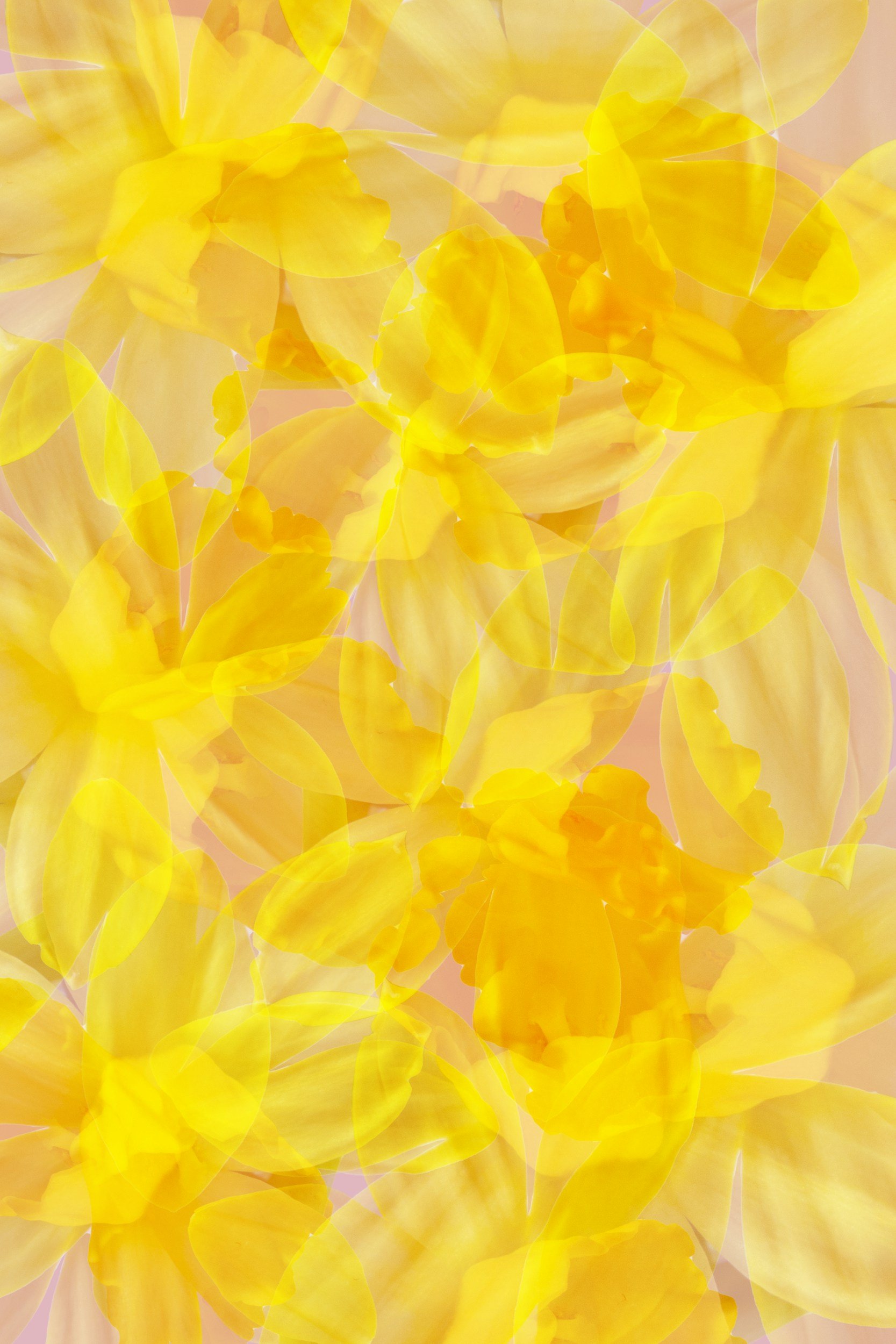 A layered, abstract composition of yellow flower petals overlapping each other in a soft, dreamy arrangement.