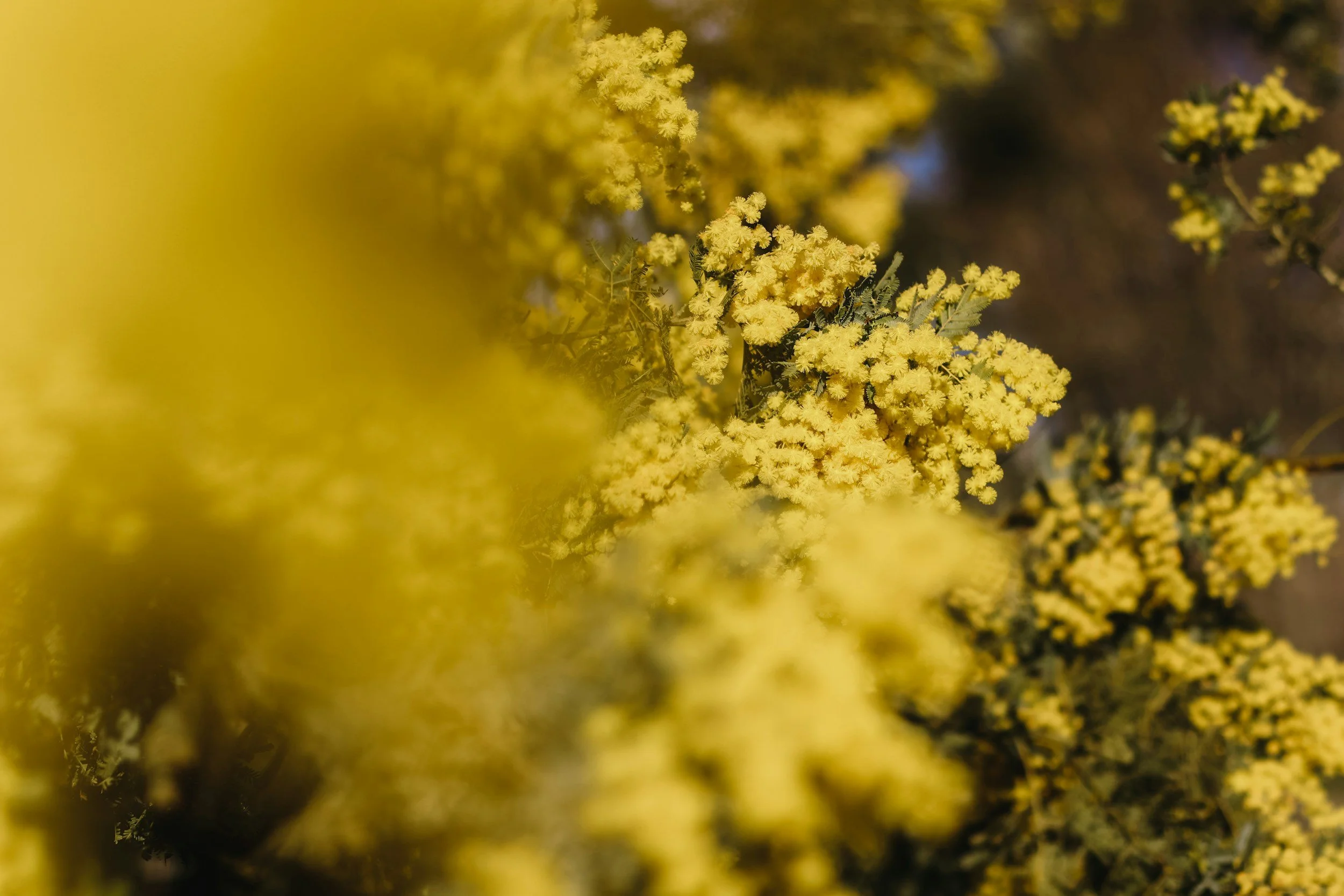 Close-up of bright yellow flowers with soft focus and blurred background.