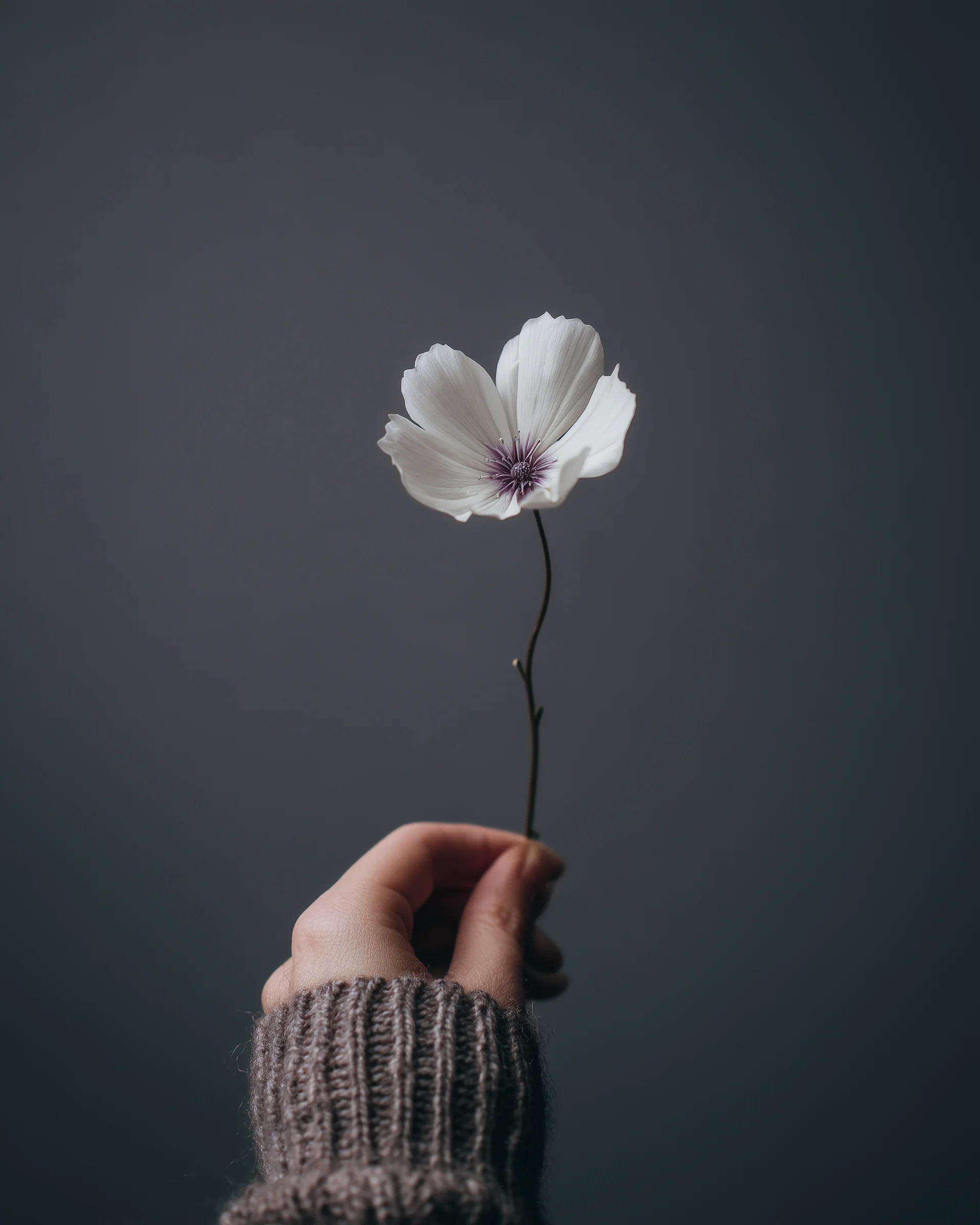 Magischer Dialog: Hand reicht weiße Blume