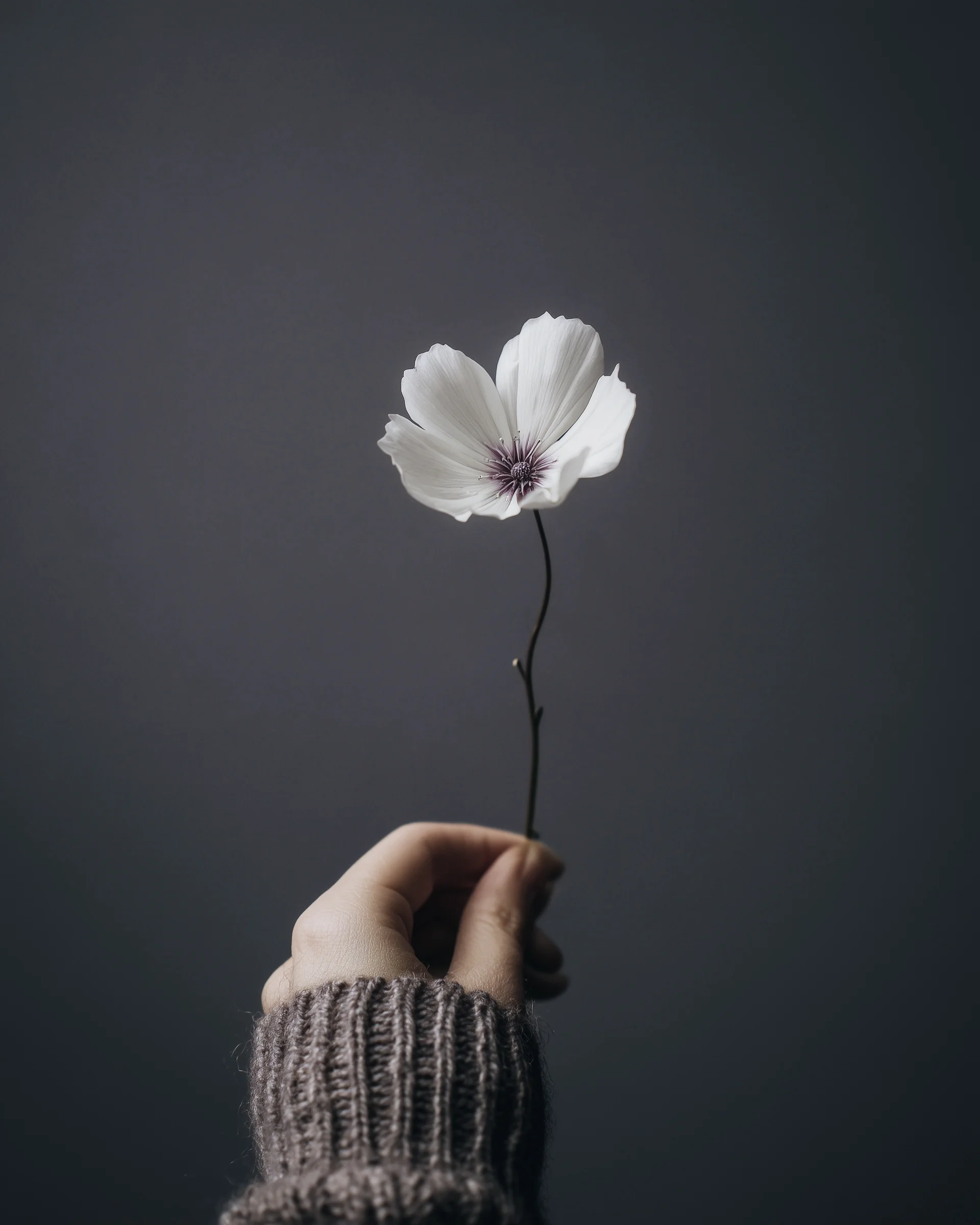 Hand reicht weiße Blume