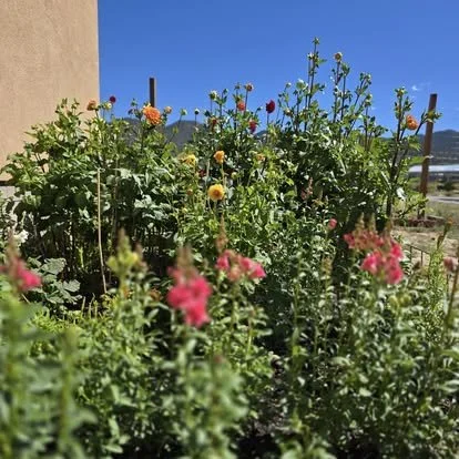 A vegetable garden with various flowering plants and green foliage, under a clear blue sky.