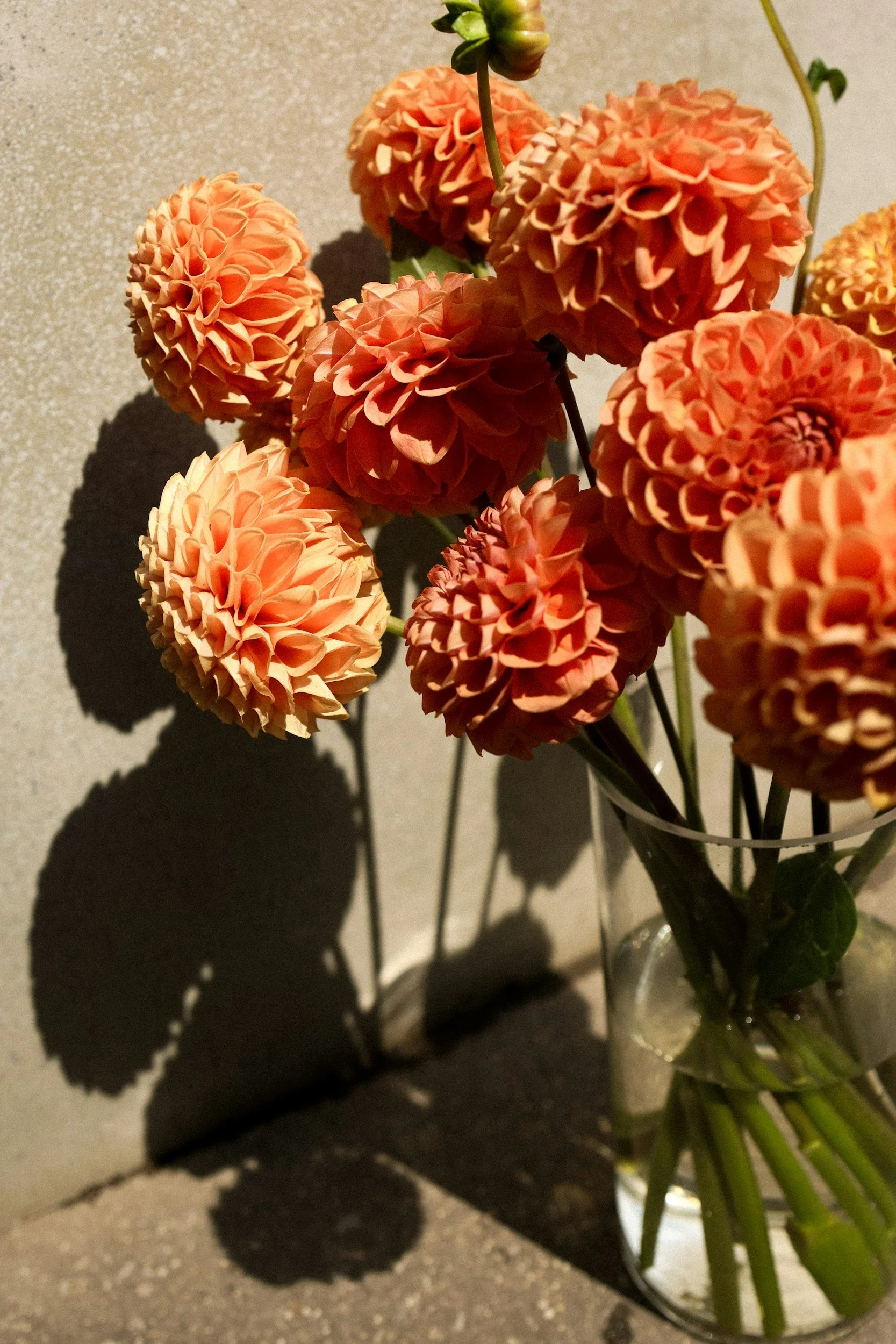 A bunch of peach-colored dahlias in a glass vase, casting shadows on a gray wall.