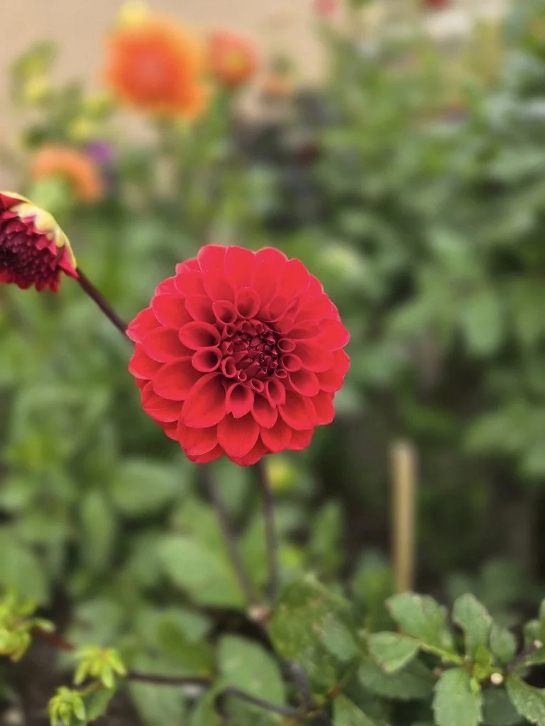 Dahlias Grown at Cherokee Bloom