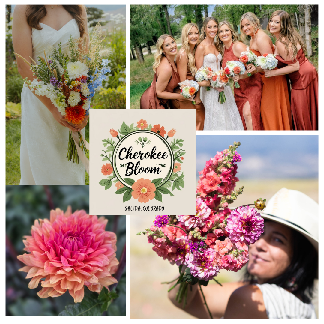 A collage promoting Cherokee Bloom in Salida, Colorado, featuring images of women holding colorful flower bouquets, a woman with a large floral bouquet wearing a hat, and close-up shots of vibrant Pink and Orange Dahlia flowers.