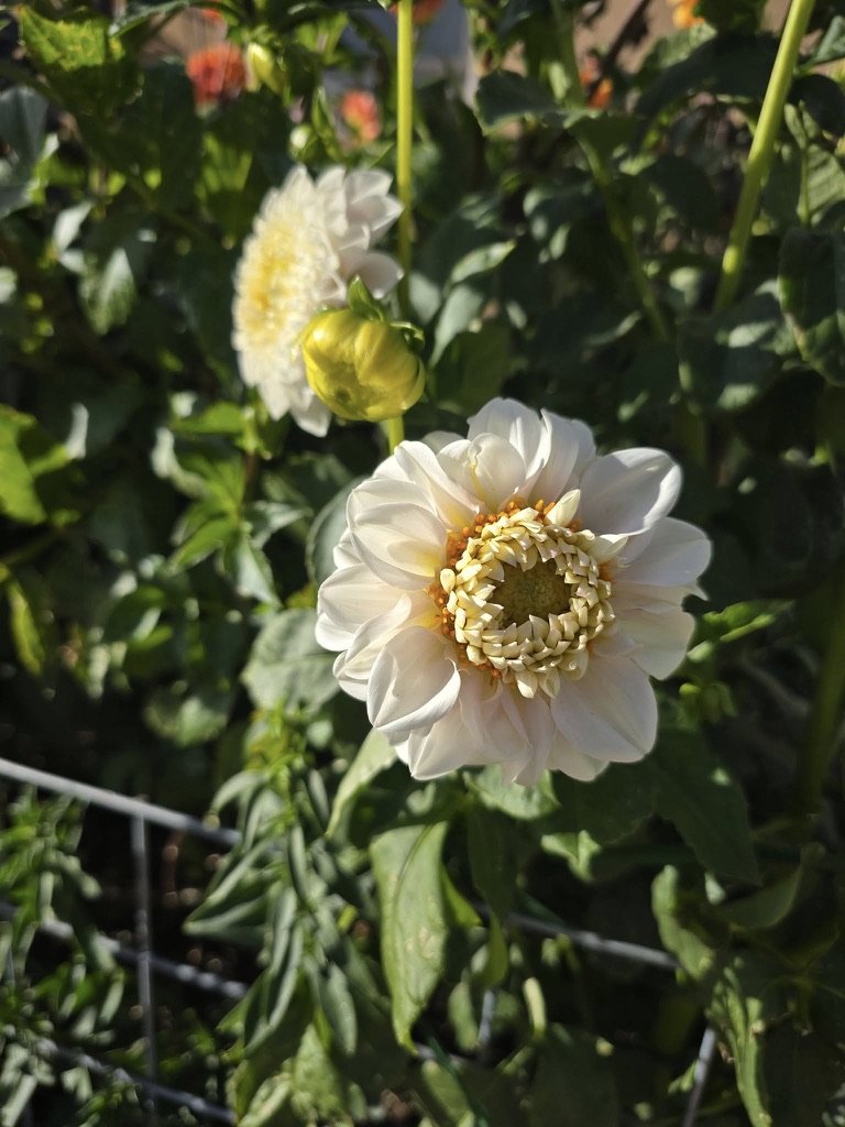Cherokee Bloom Grown Dahlias