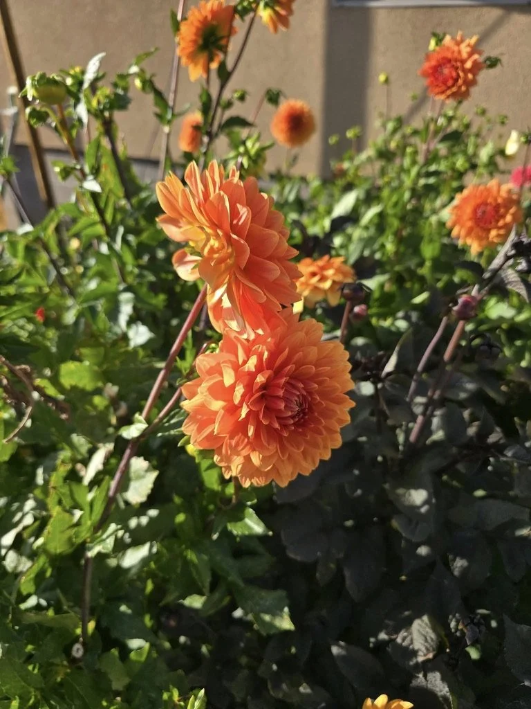 Cherokee Bloom Dahlias grown for brides 2025. 
