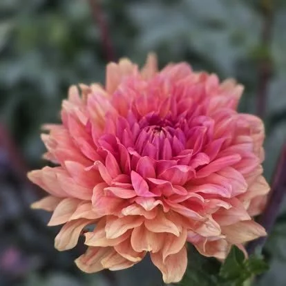 Close-up of a pink and peach flower, likely a dahlia, with green foliage in the background.