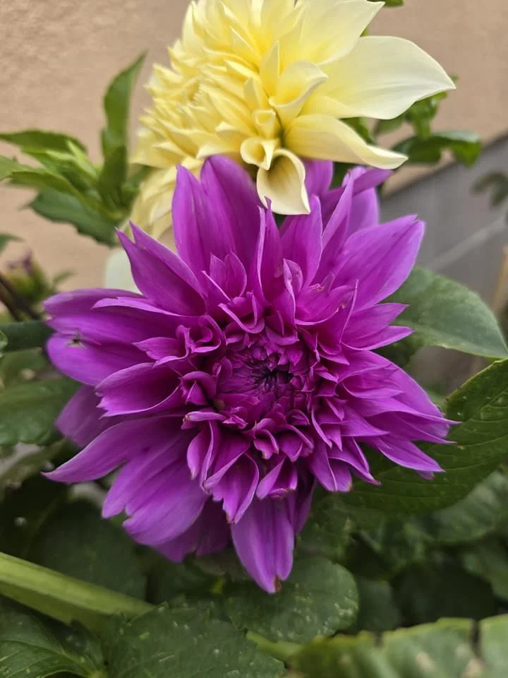 Close-up of a purple dahlia flower in bloom with green leaves around it.