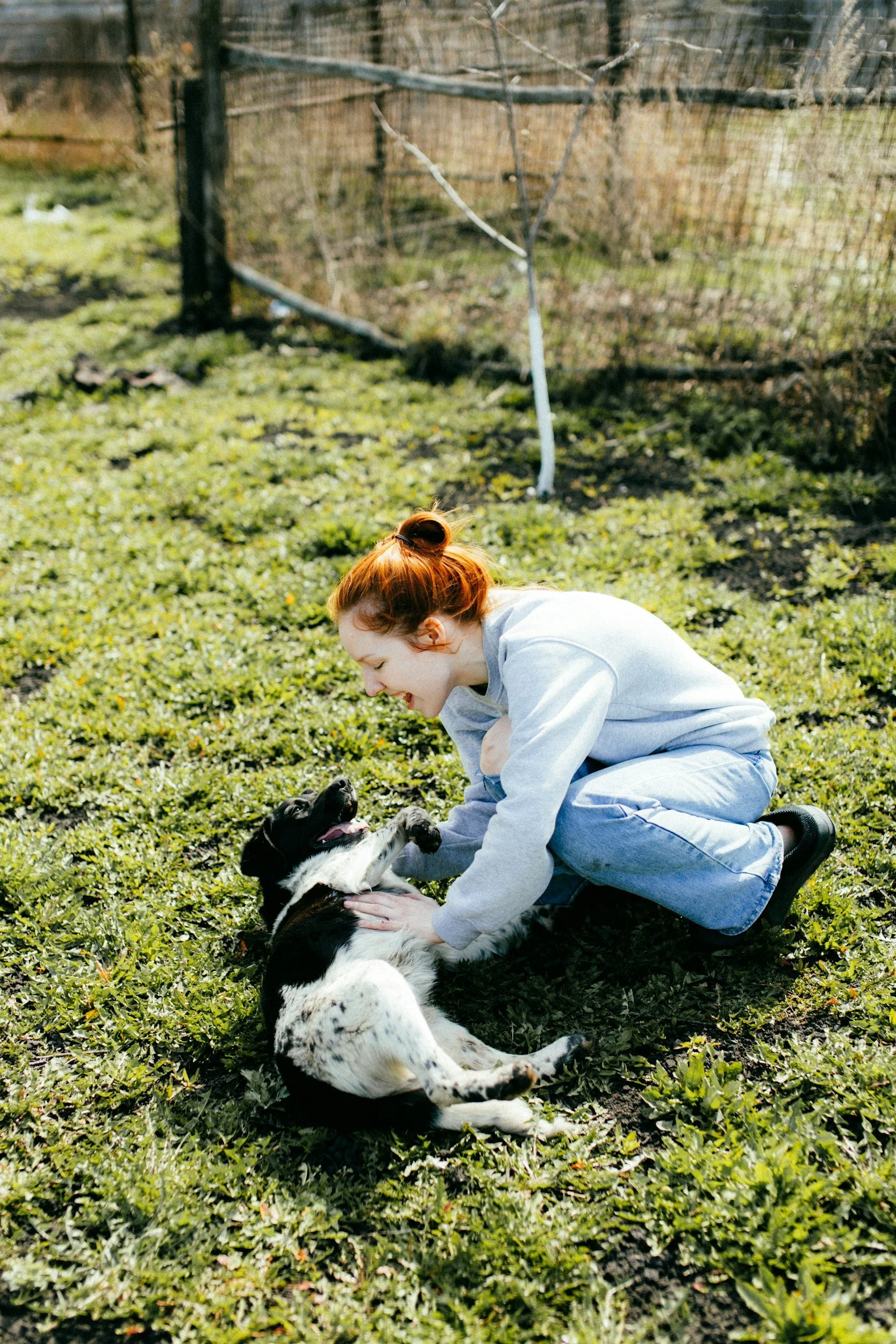 A young woman with red hair in a bun playing with a black and white dog on a grassy field outdoors.