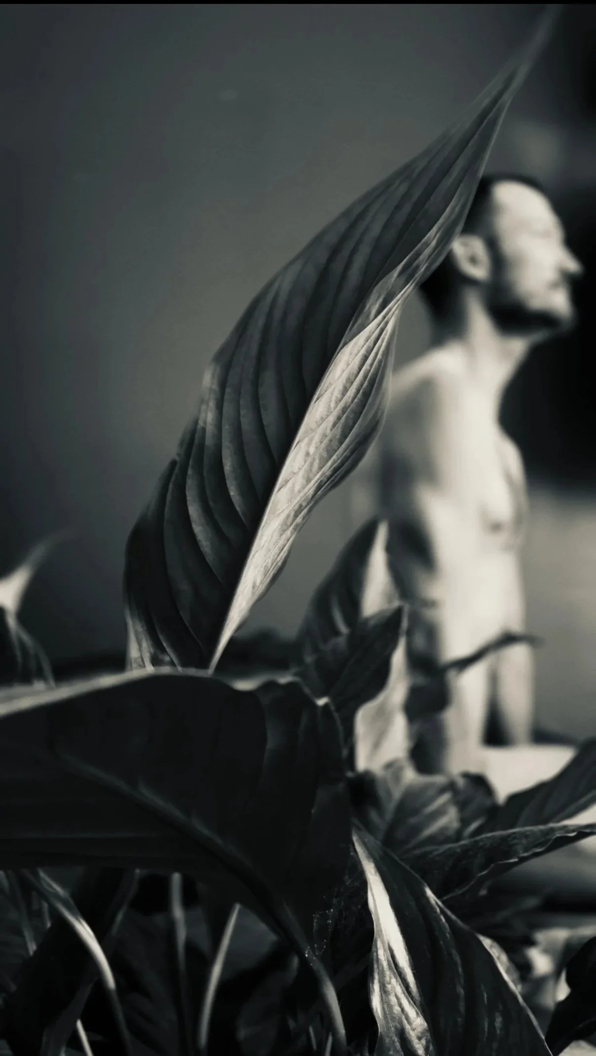 Close-up of a black and white decorative plant with large leaves in the foreground, with a blurred figure of a man with a beard in the background.