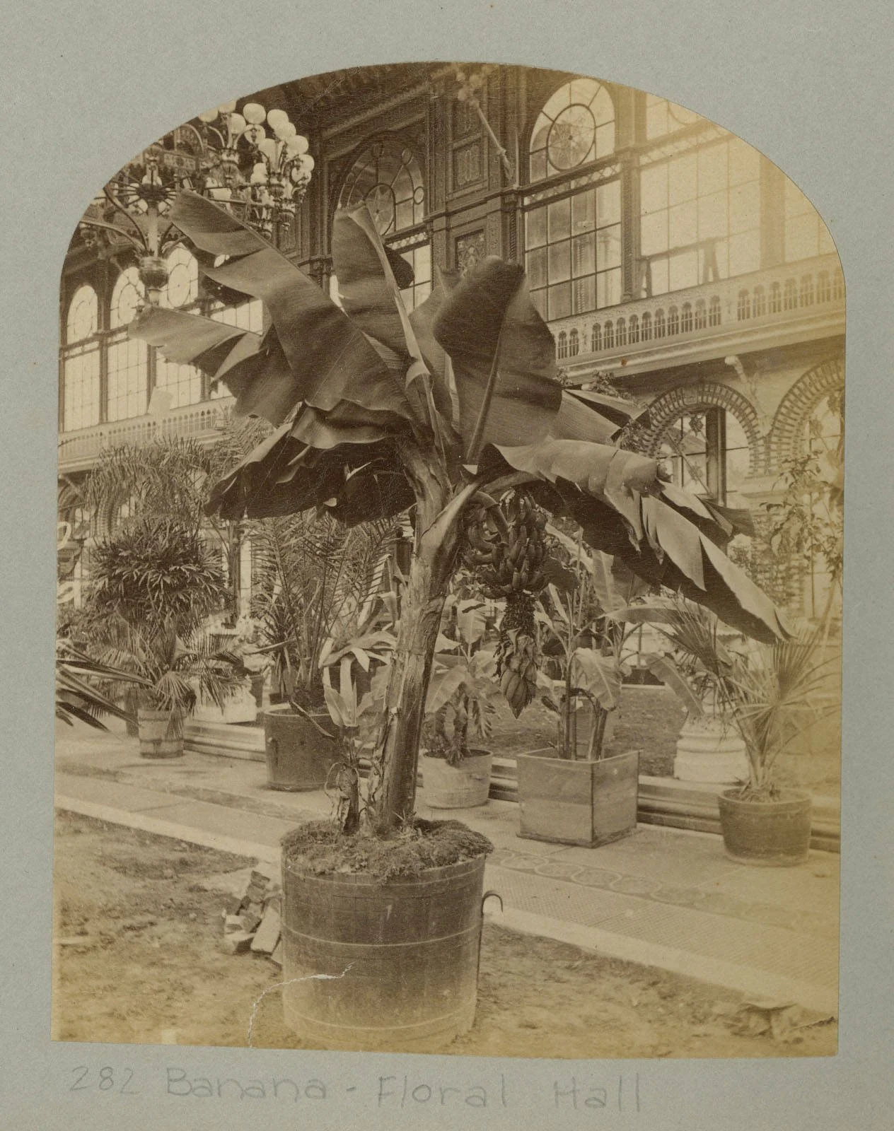 Black and white photograph of a banana tree, about 6 to 10 feet tall, planted in a wooden pot.  Several hands of bananas are visible, pointing upwards as bananas do.