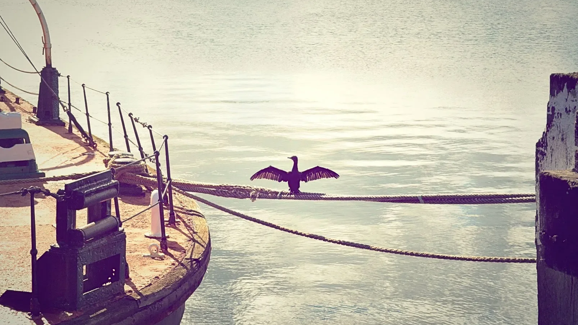 A seagull sits with outstretched wings on the rope tying a boat to the dock.