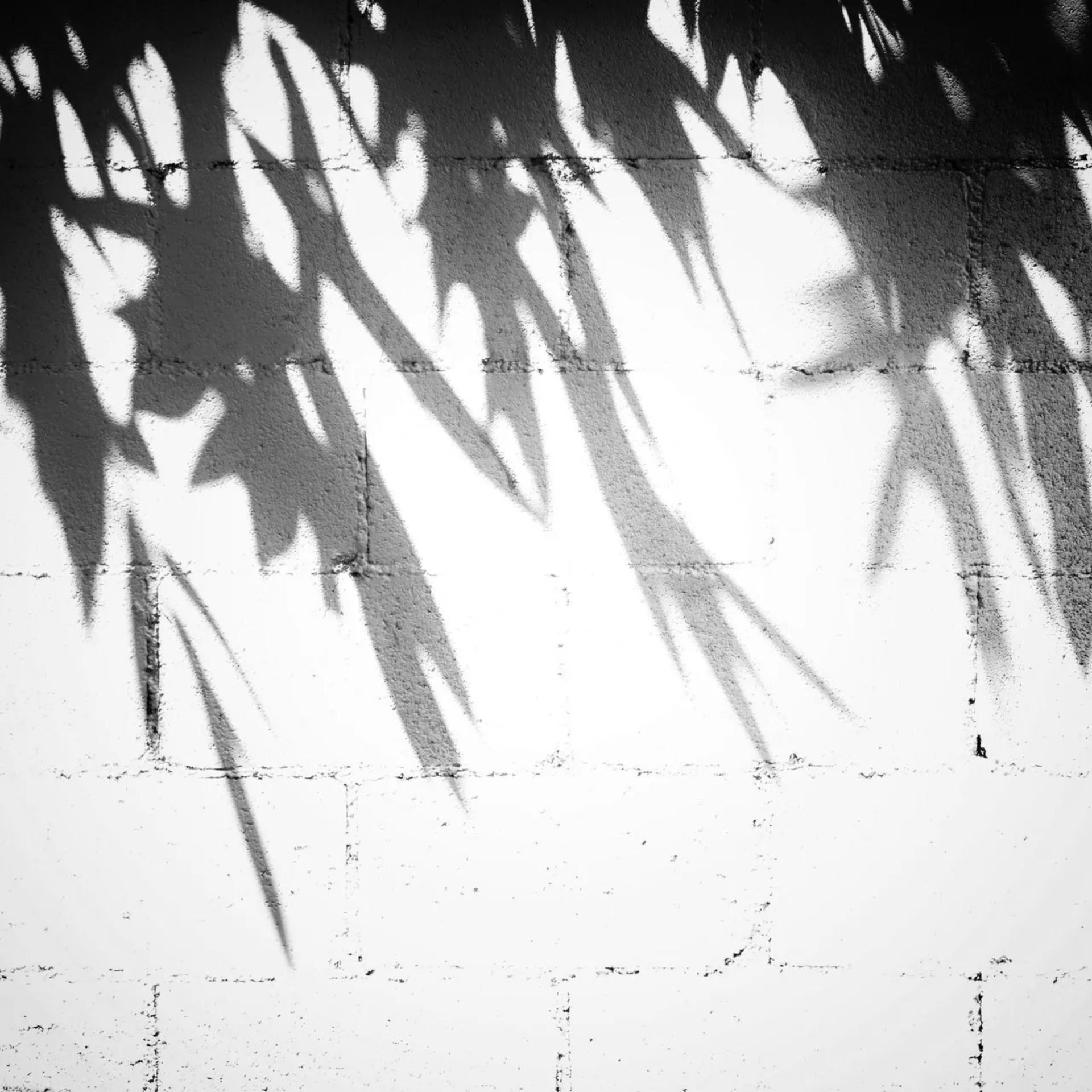 Episode 2: Parallels between Plato's Allegory of the Cave and Jonathan Livingston Seagull