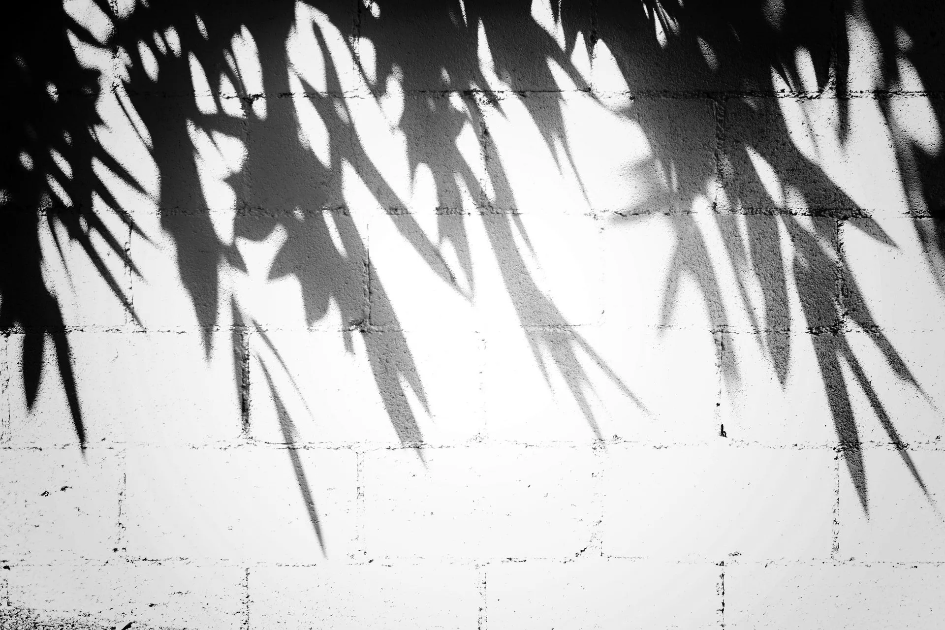 Shadow of palm fronds on a white brick wall