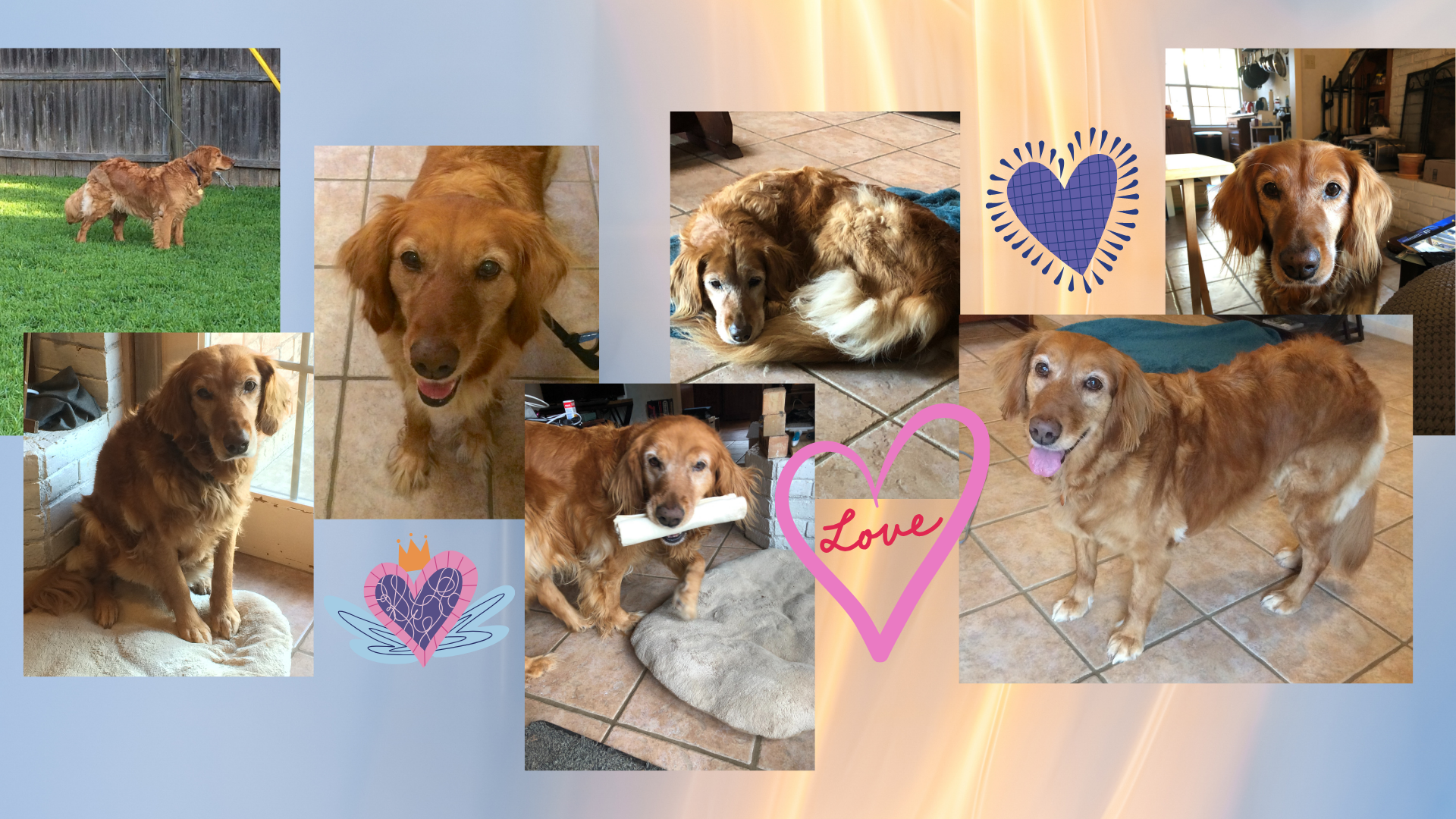 Collage of photos of my golden retriever, Sadie, on an abstract light-blue-to-light-orange background adorned with heart stickers.