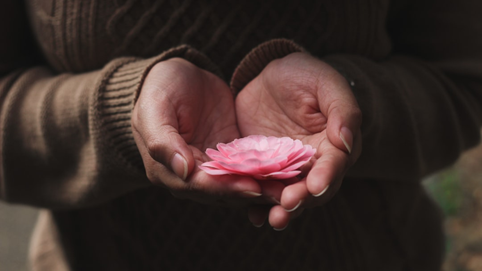 Close-up of the hands of a middle-aged person in a brown sweater holding a delicate pink flower with many petals.