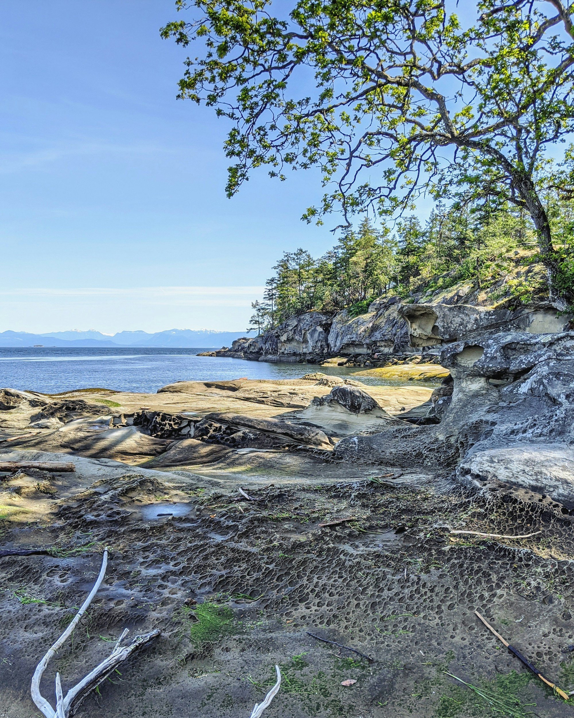 A rocky shoreline with tide pools, green moss, and a calm body of water. A tree with green leaves extends over the scene, with a distant mountain range visible across the water.