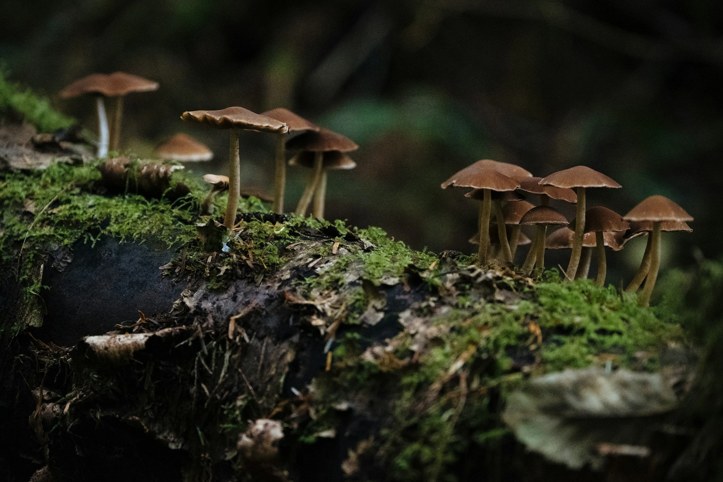 Small brown mushrooms growing in small clusters on a log with moss