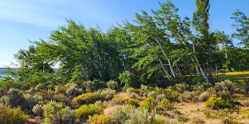 Trees permanently growing and leaning to the left as a result of high winds at Wanapum Recreation Area in Washington state.