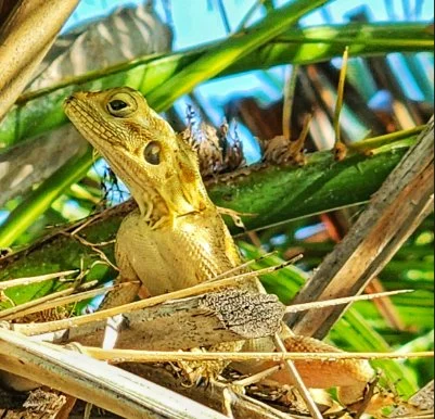 A  closeup of a small lizard as it sunbathes on a palm tree in Florida.