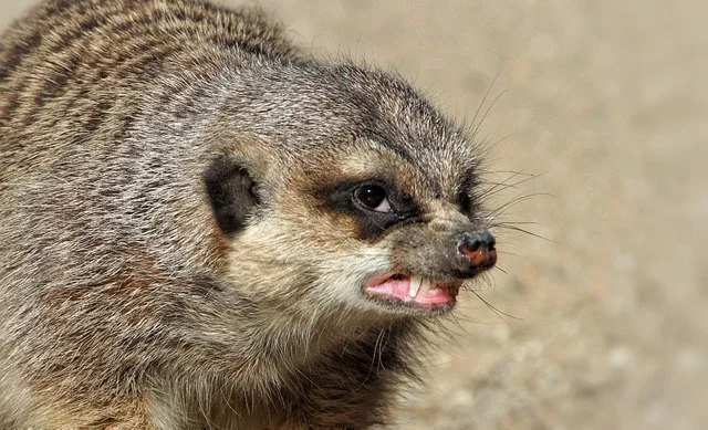 The Pharisees in Church