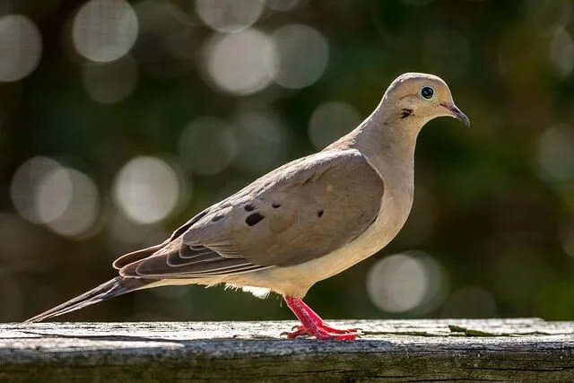 Responding to the Dove