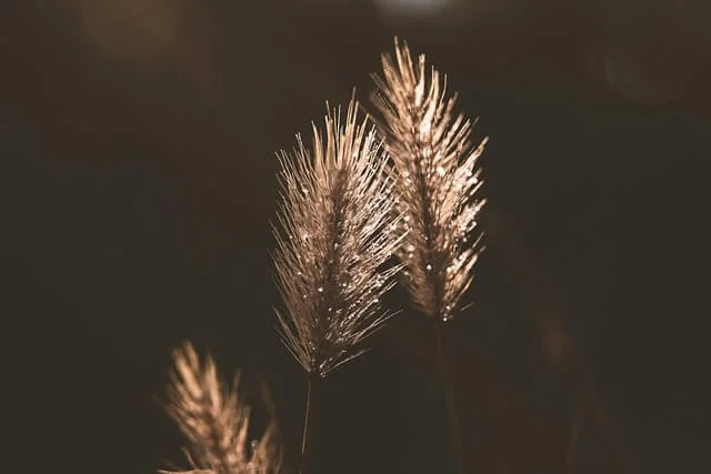 Off Into the Weeds