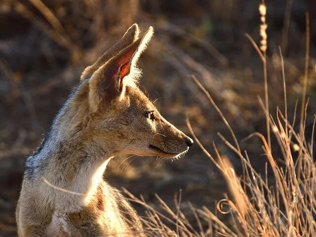 The Multiplied Rewards of Fox-Catching