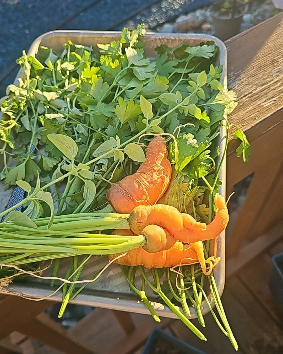 Little harvest from last night! Got a little impatient with the carrots should have let them brew longer but they were tasty! 

Also picked some parsley &amp; oregano they will be used for roasted chery tomatoes tonight! Do i have any gardners here? 