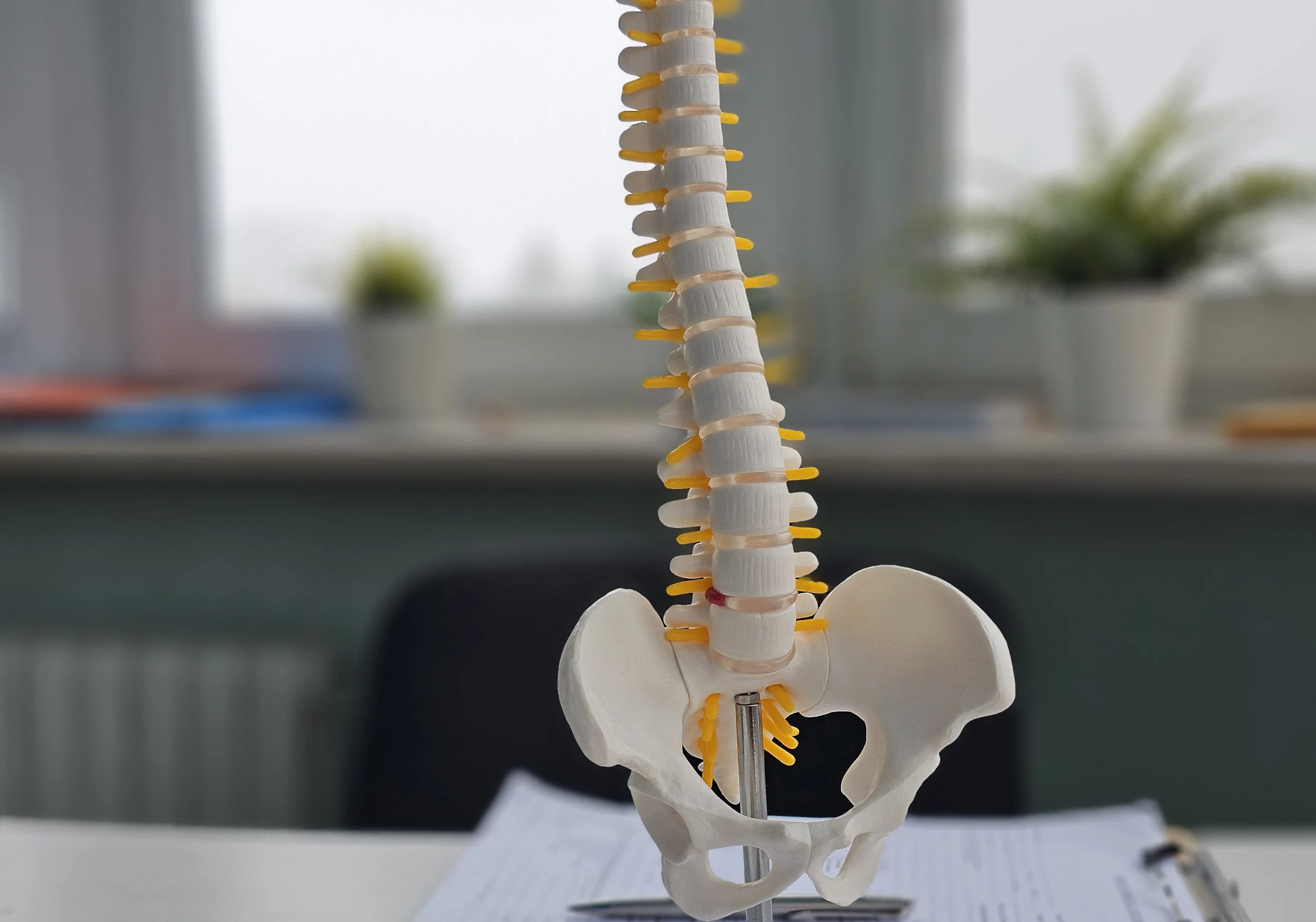 Model of human spine and pelvis on a table with blurred office background and window.