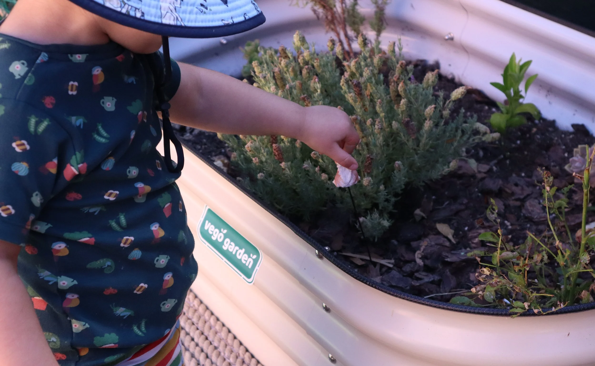 Child tending raised vegetable beds during daily outdoor learning at Spring, a Mandarin immersion preschool in Albany, CA