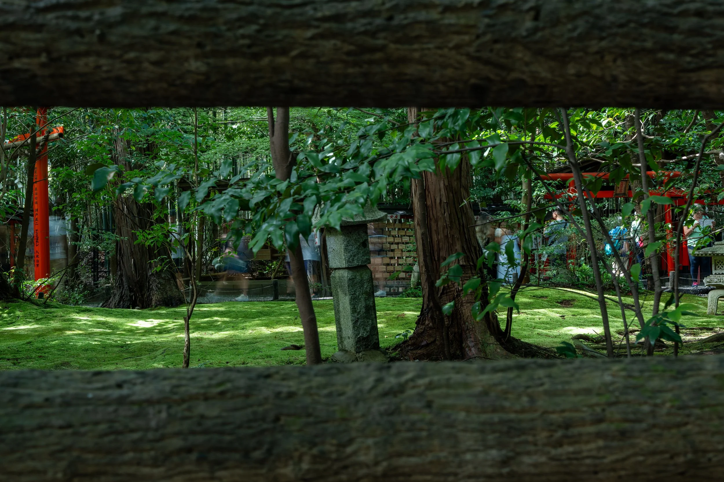 View through a wooden fence into a lush green forested area with trees, moss, and red torii gates in the background, and a stone lantern.