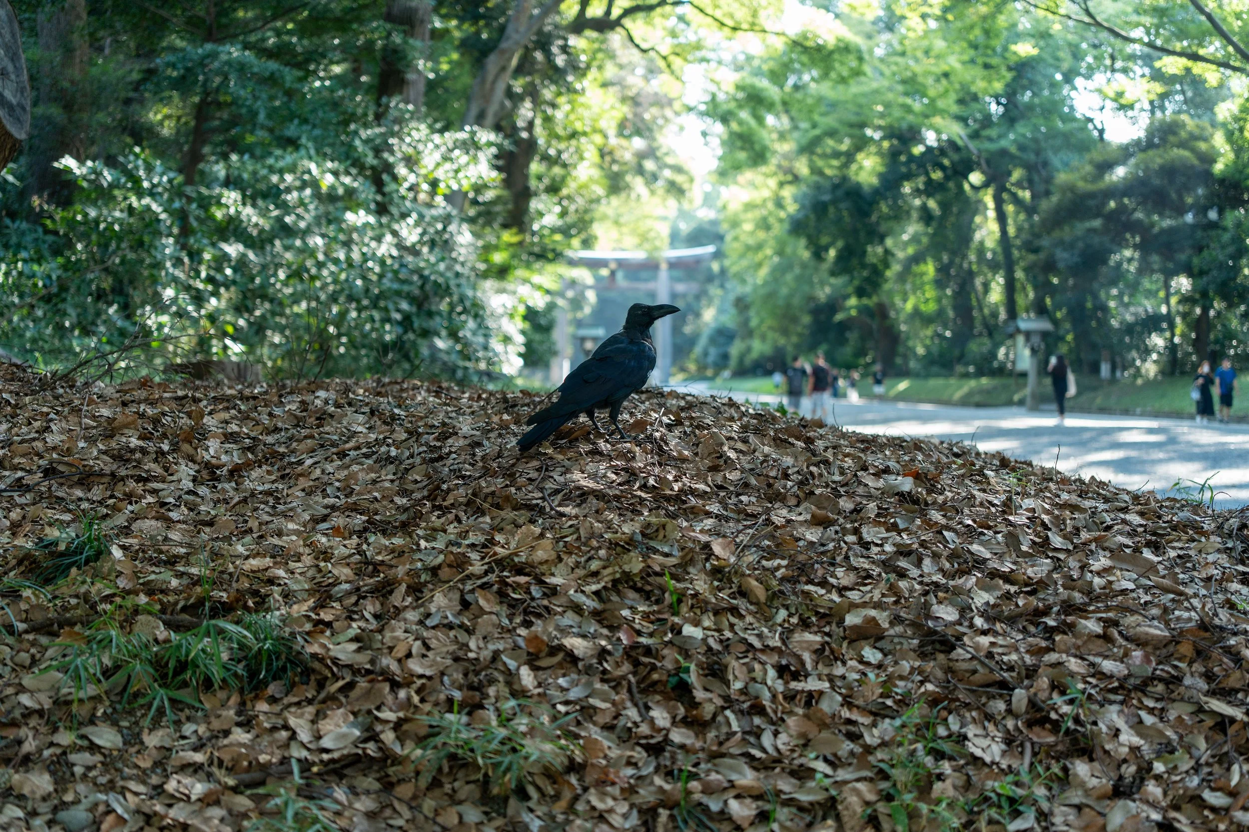 A black crow perched on a pile of fallen leaves in a park with tall trees and a pathway in the background, with a few people walking.