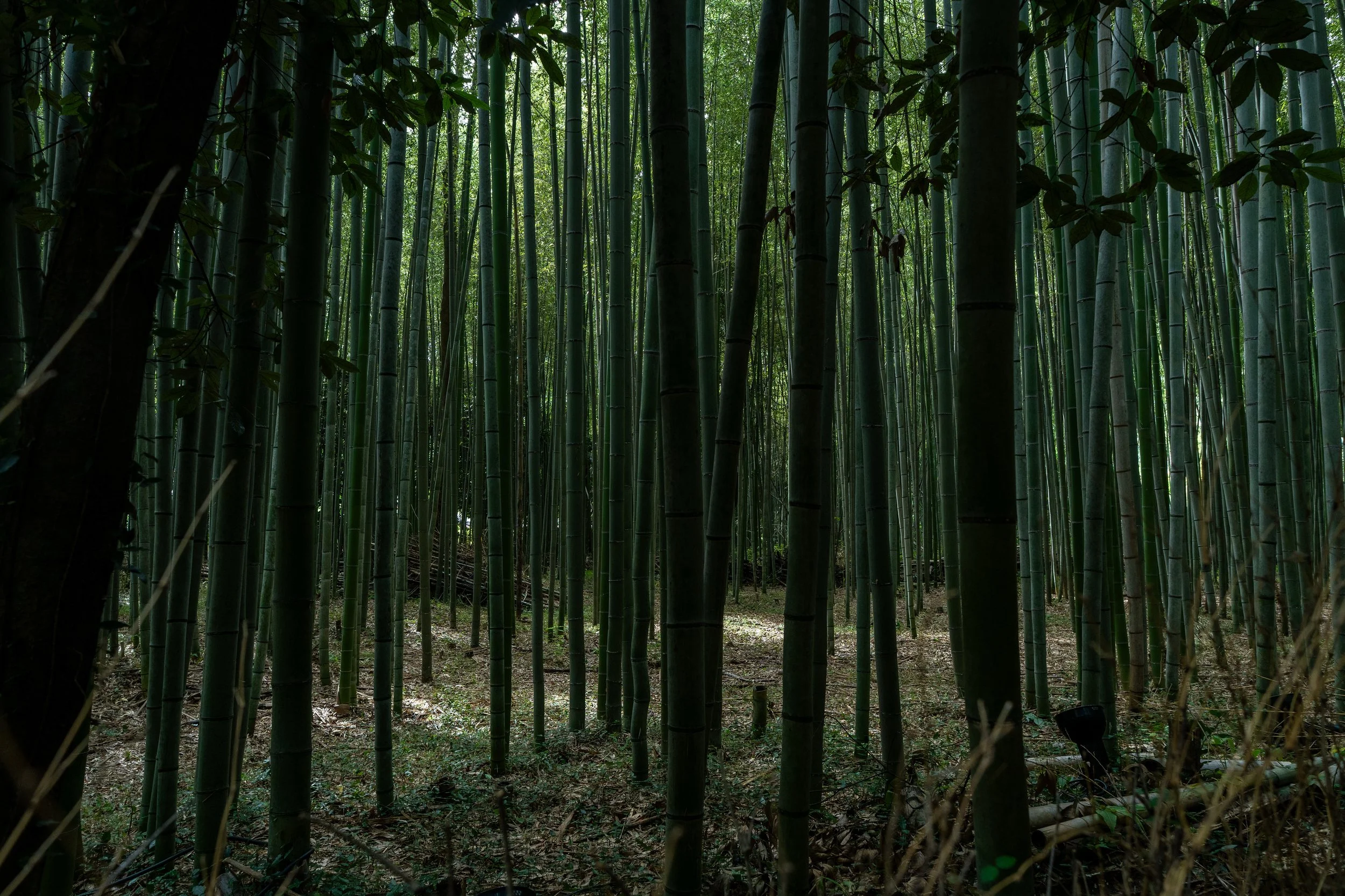A dense bamboo forest with tall, green bamboo stalks and a shaded ground.