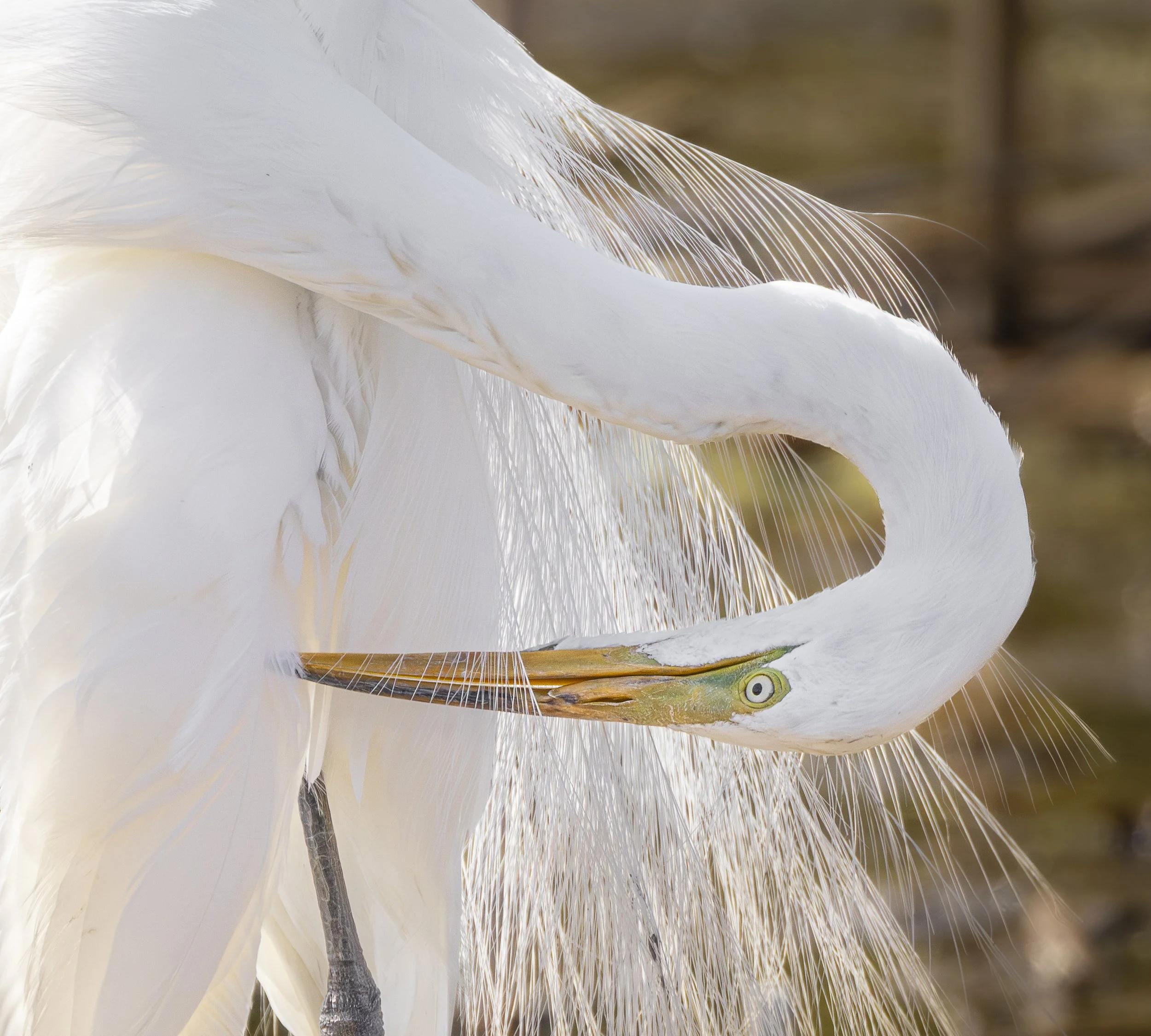 Website - Great Egret - Preening Egret.jpg