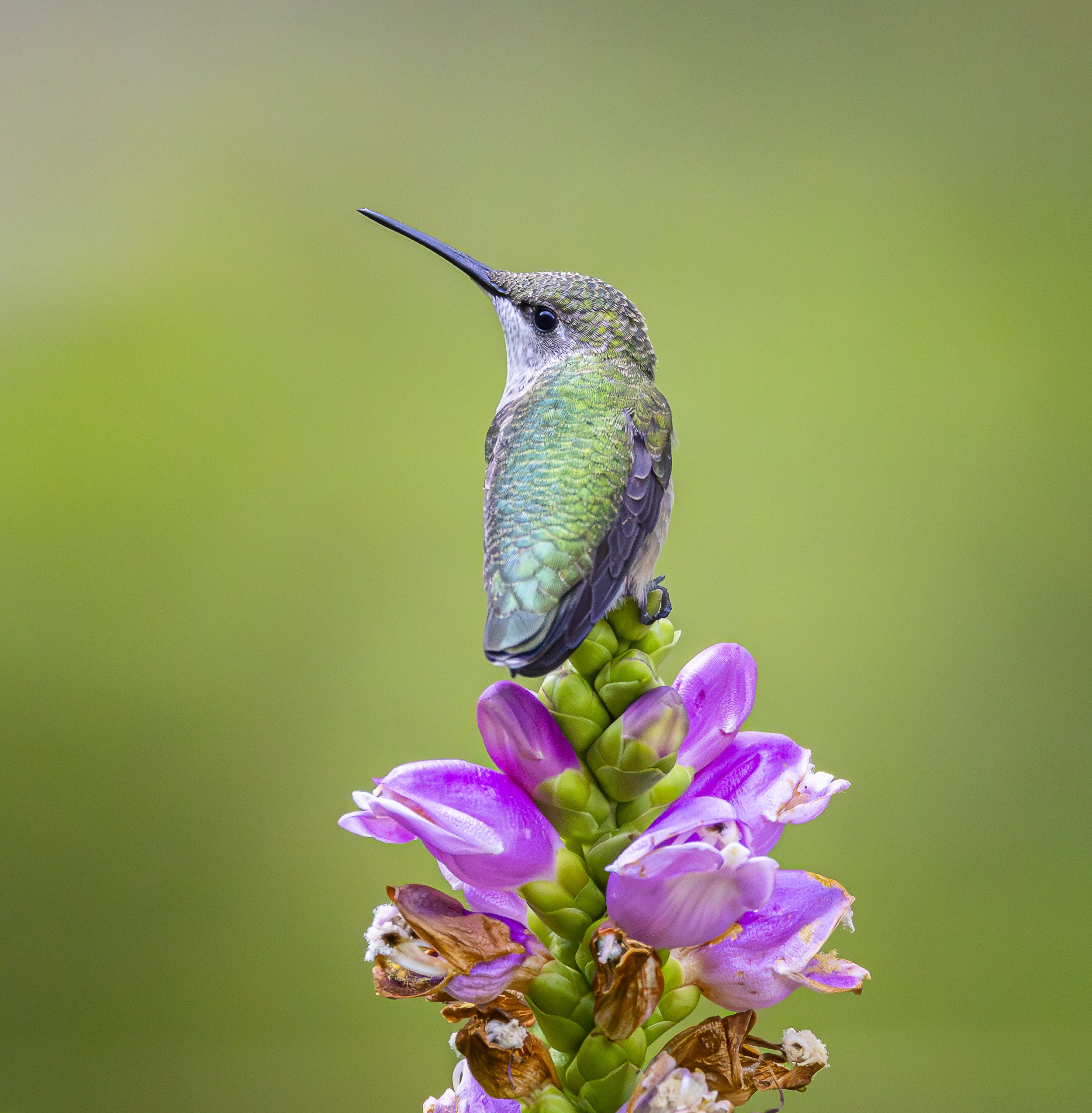 Website - Ruby Throated Hummingbird - Pollination Contimplation.jpg