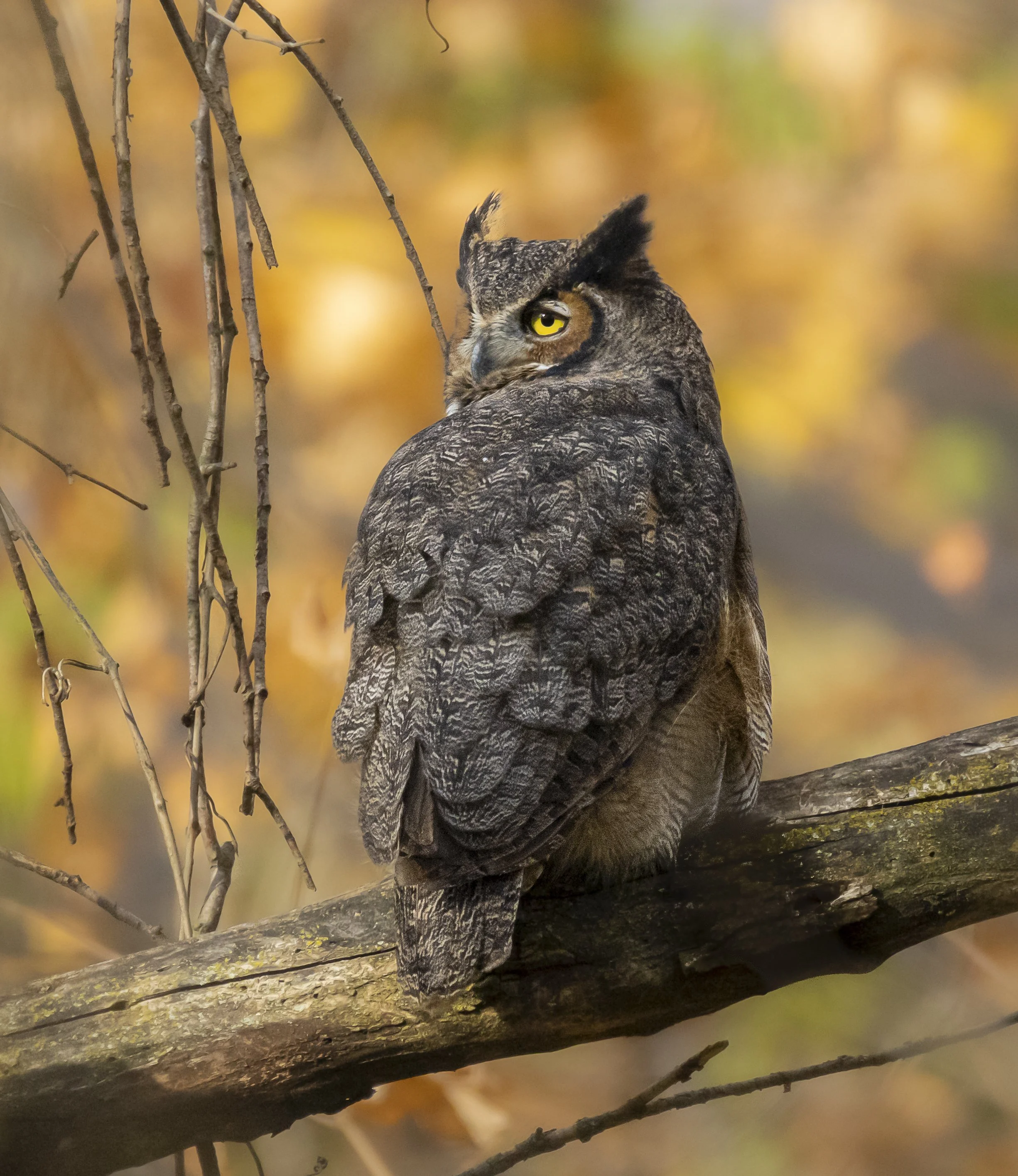 Website - Great Horned Owl - Autumn Owl.jpg