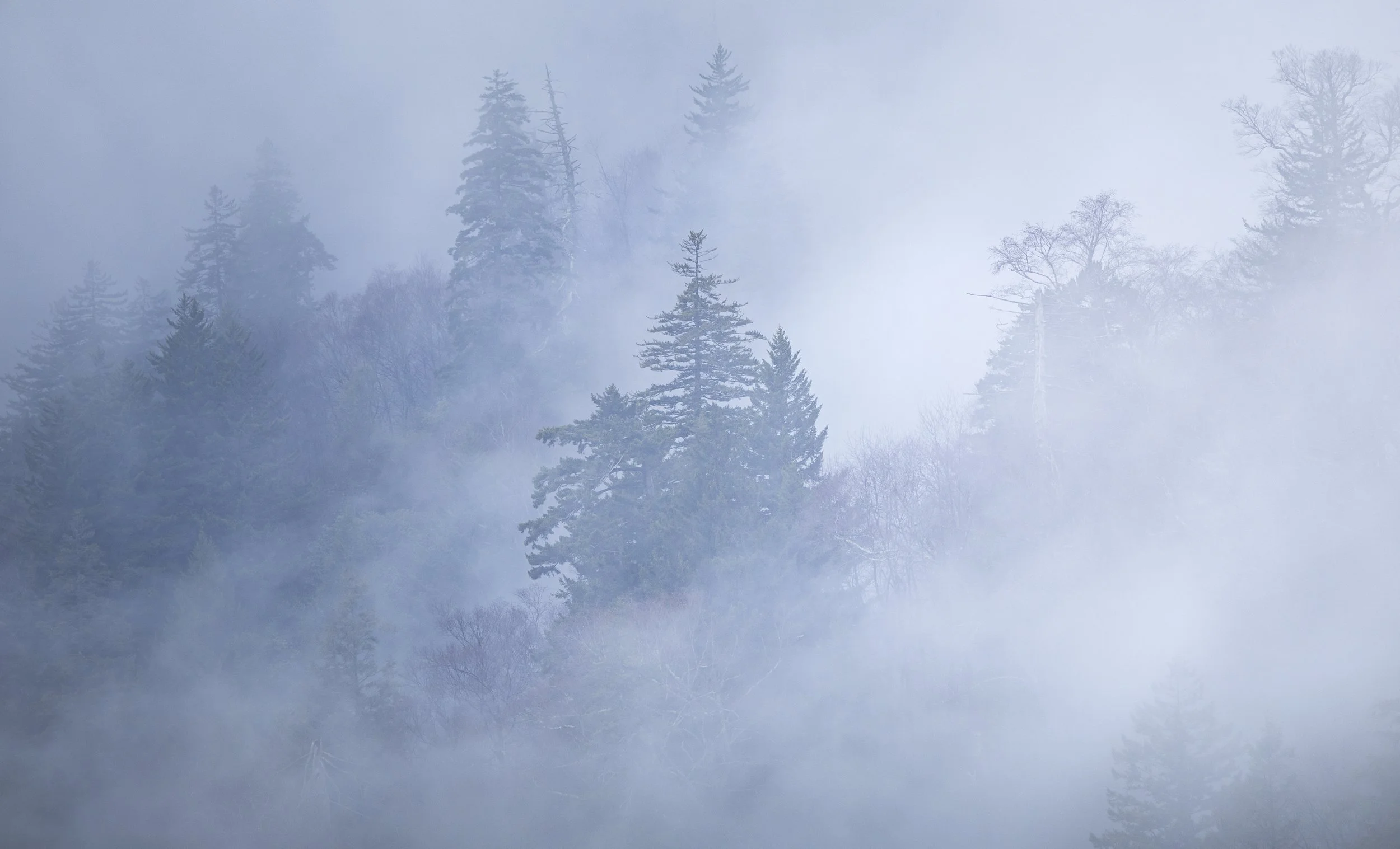 Website - Landscape - Smoky Morning.jpg