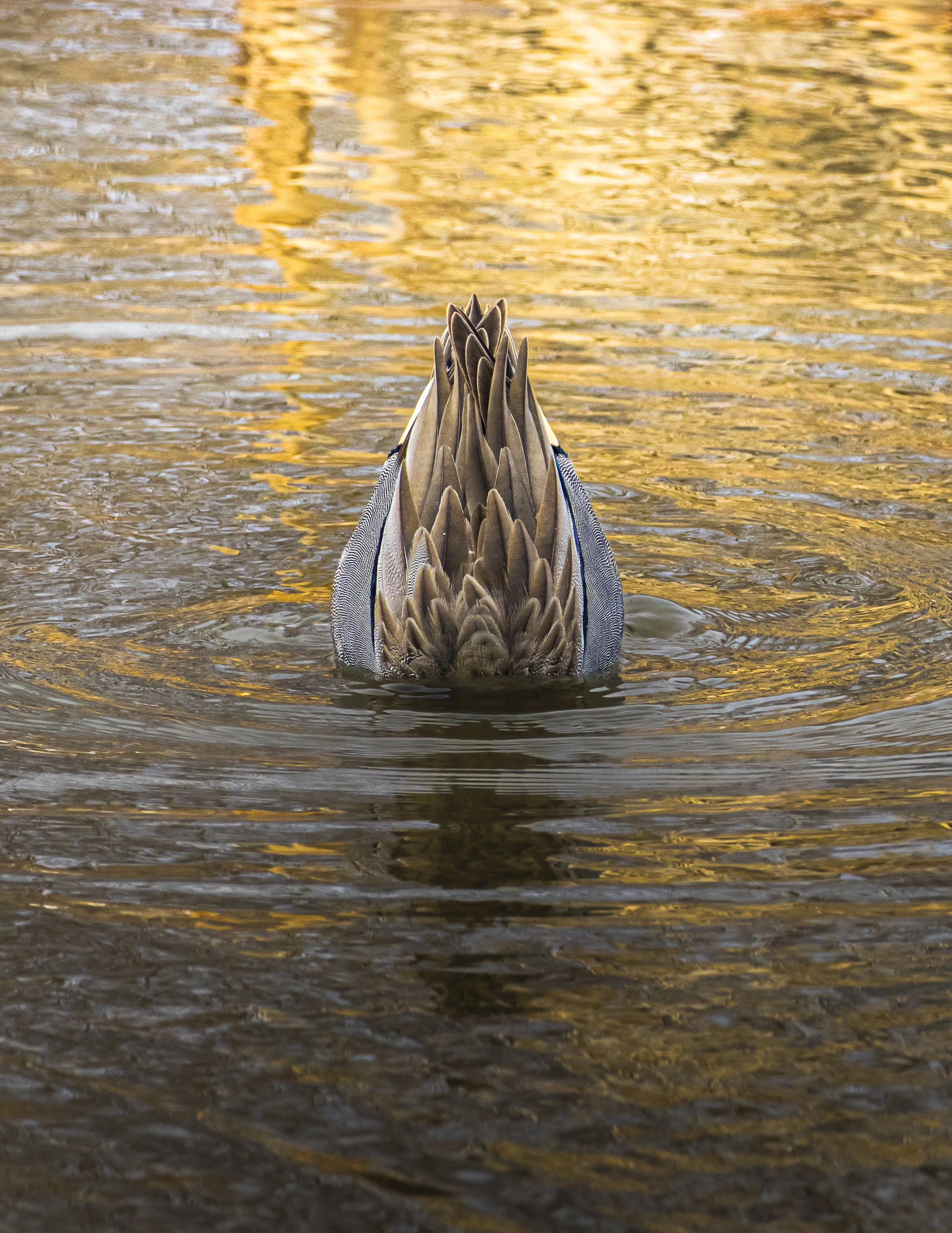 Website - Green Winged Teal - Pond of Gold.jpg