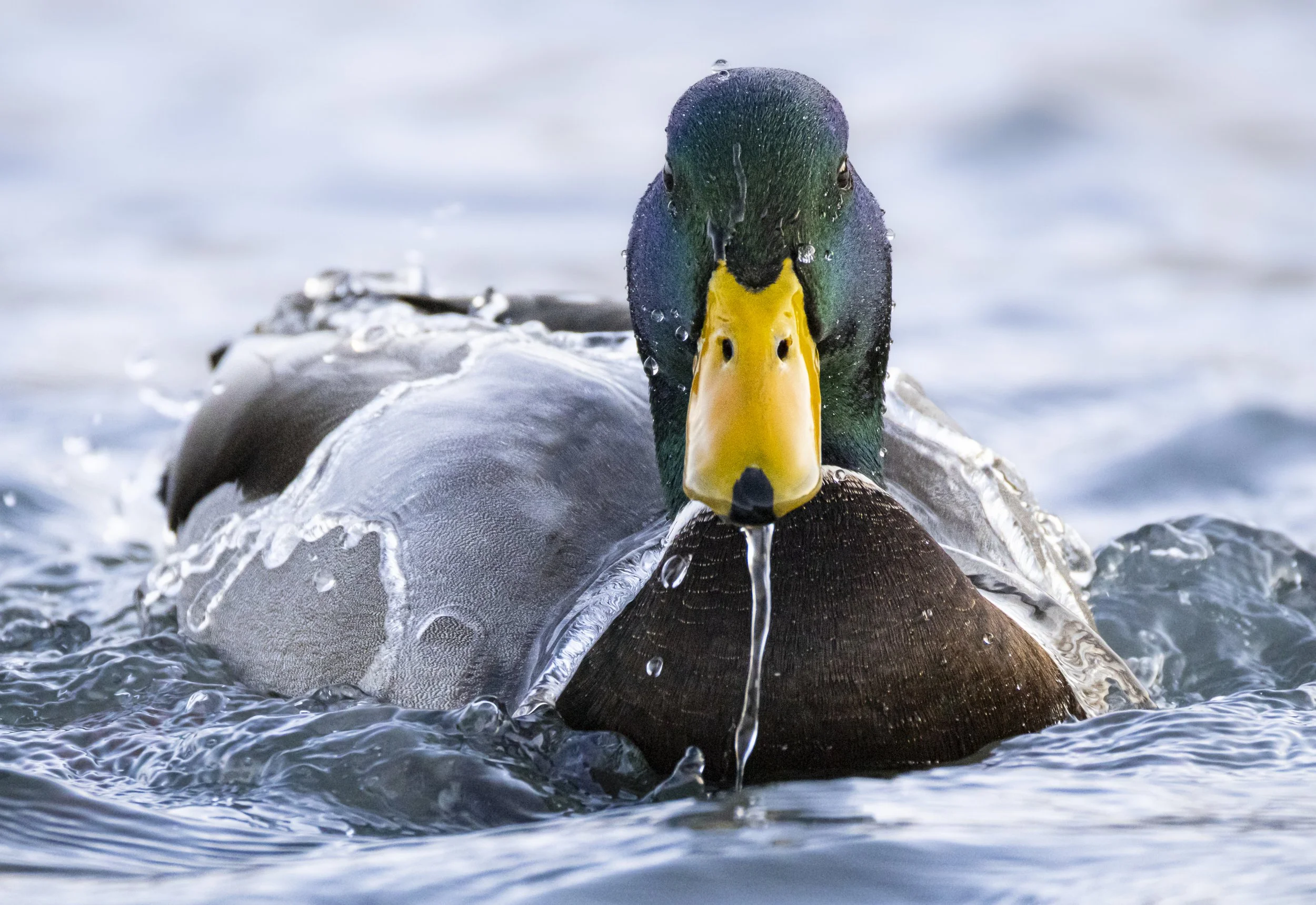Website - Mallard - Evening Bath.jpg