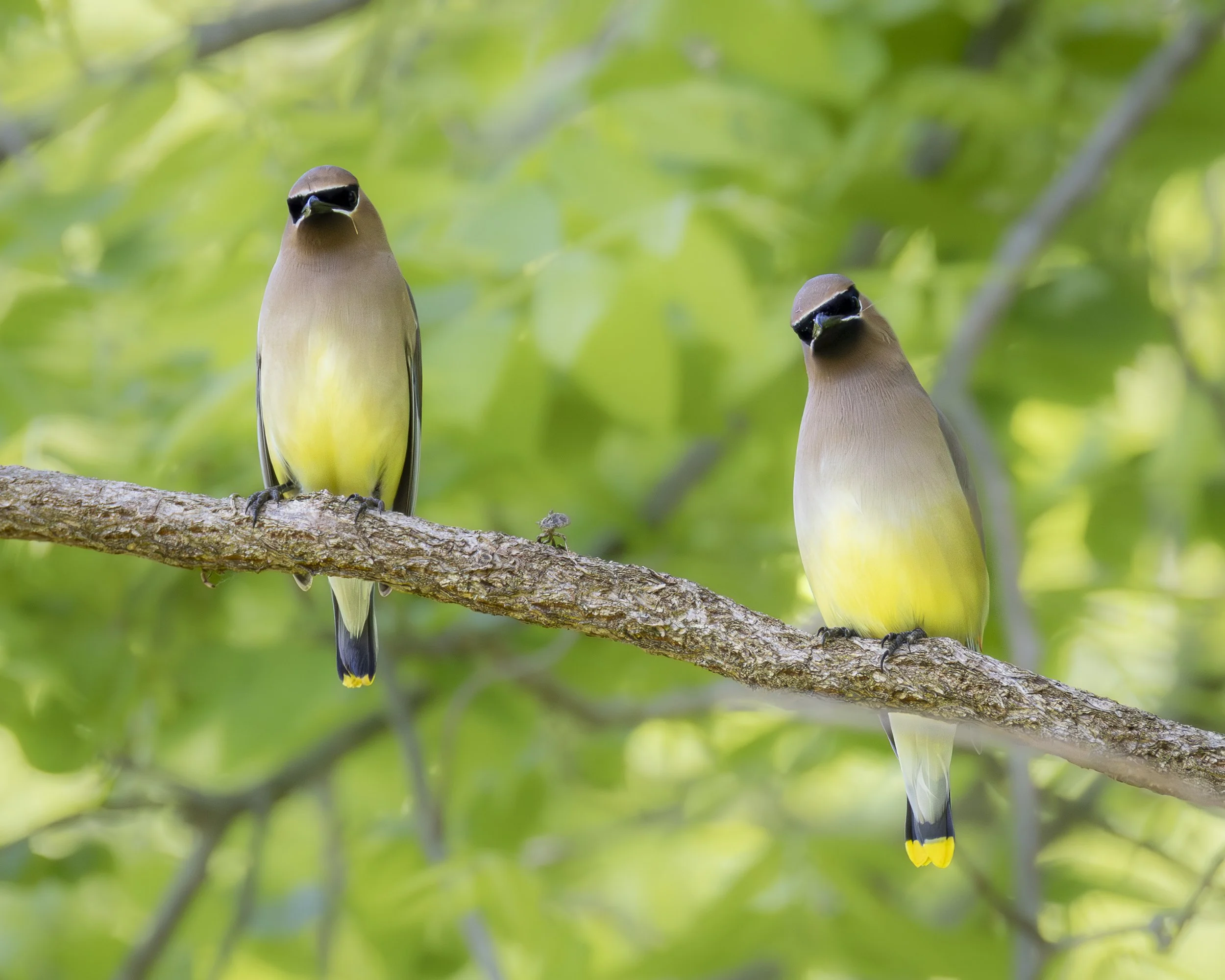 Website - Cedar Waxwings - What You Lookin' At.jpg