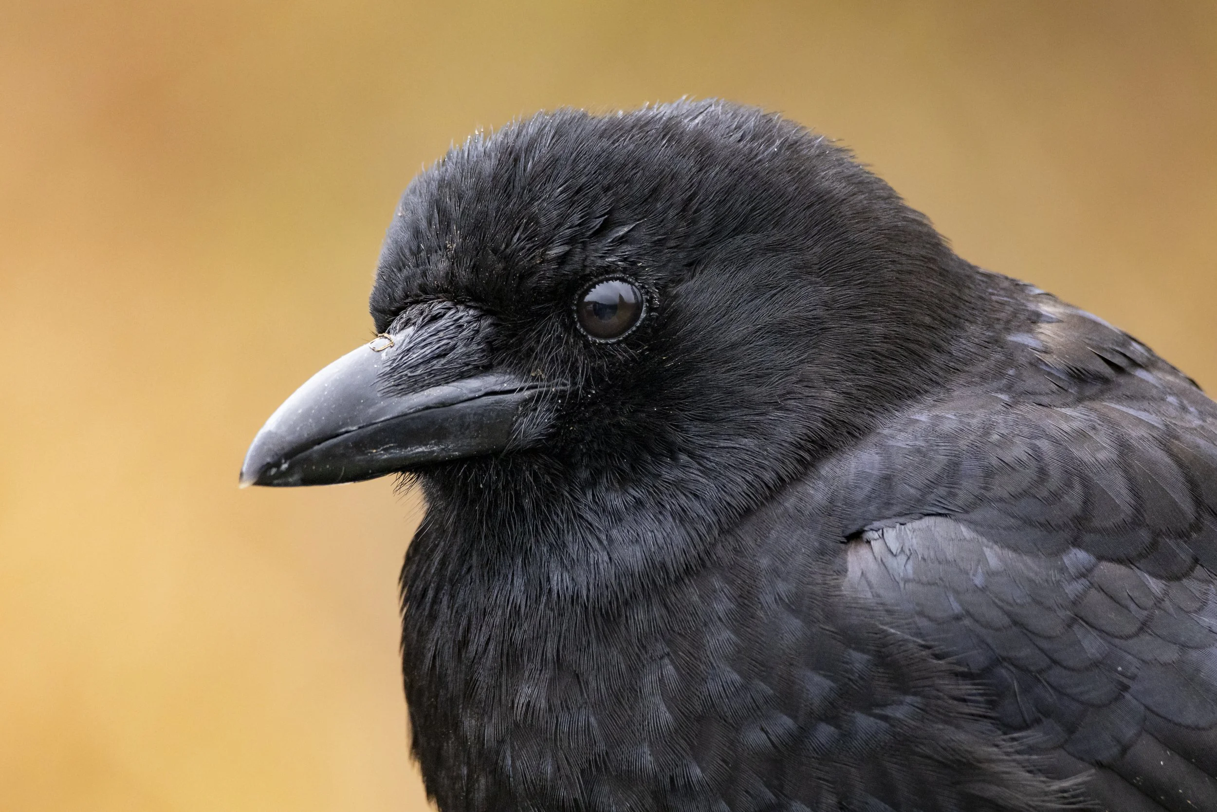Website - Crow - Requesting a Portrait.jpg