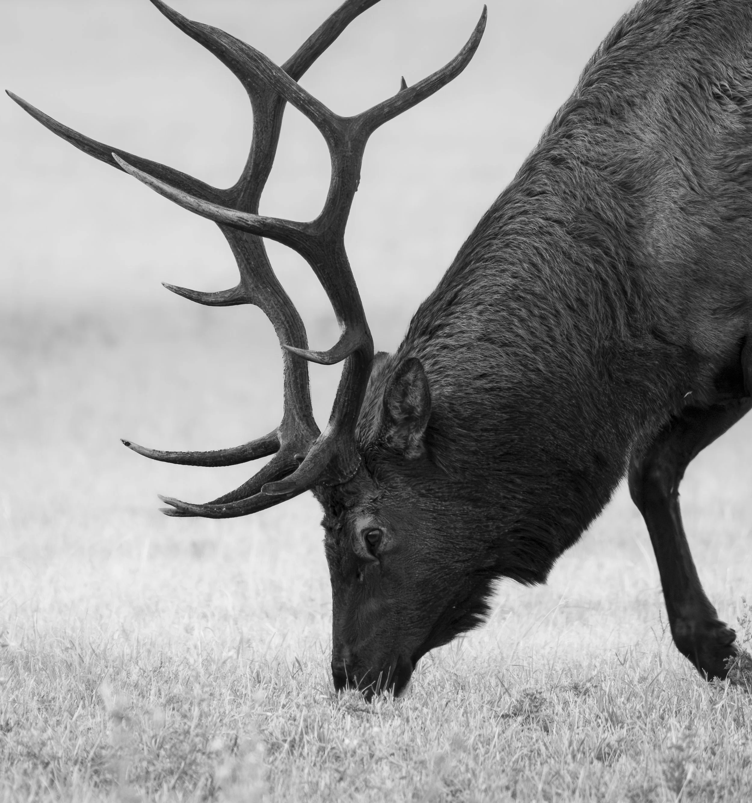 Website - Bull Elk's Headwear.jpg