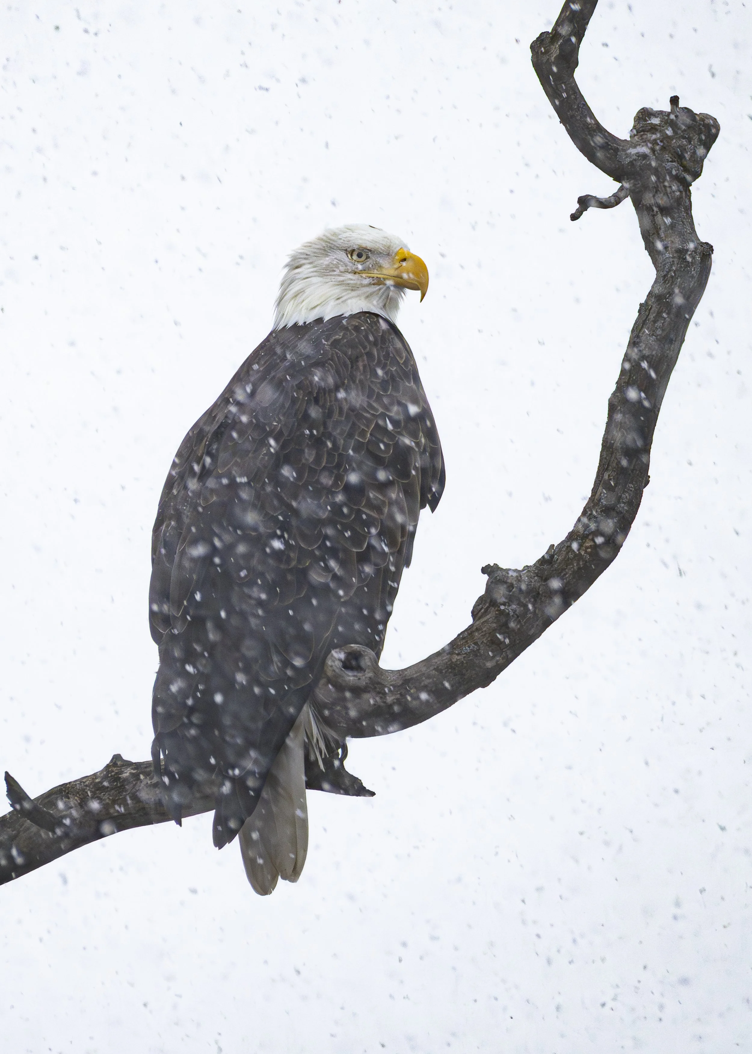 Website - Snowy Lookout.jpg