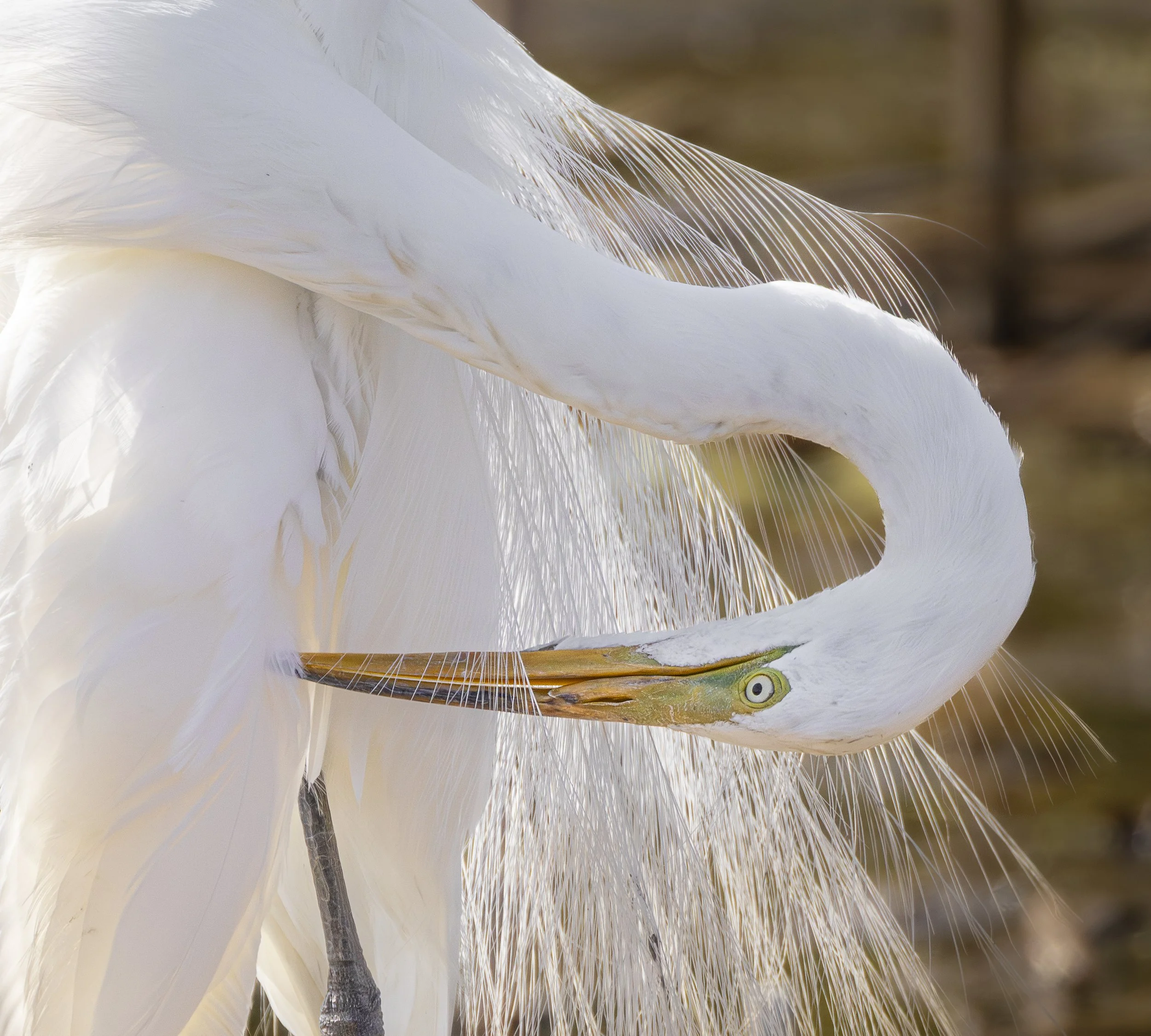 Website - Great Egret - Preening Egret.jpg