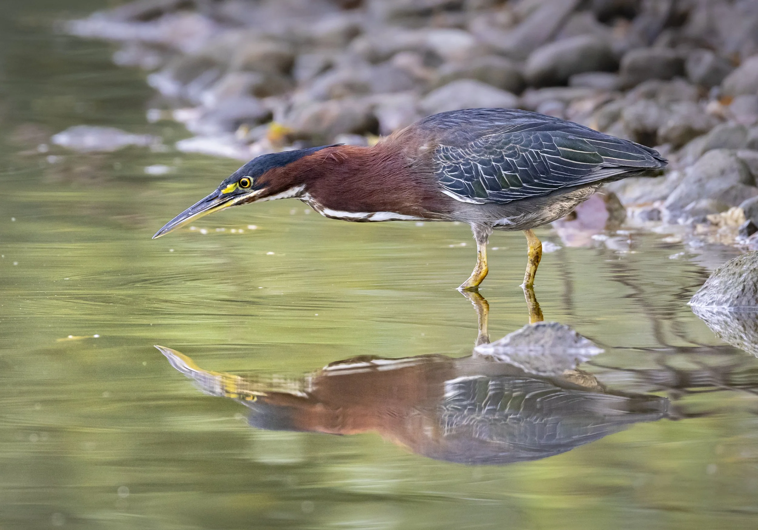 Website - Green Heron- Looking Into the Mirror.jpg