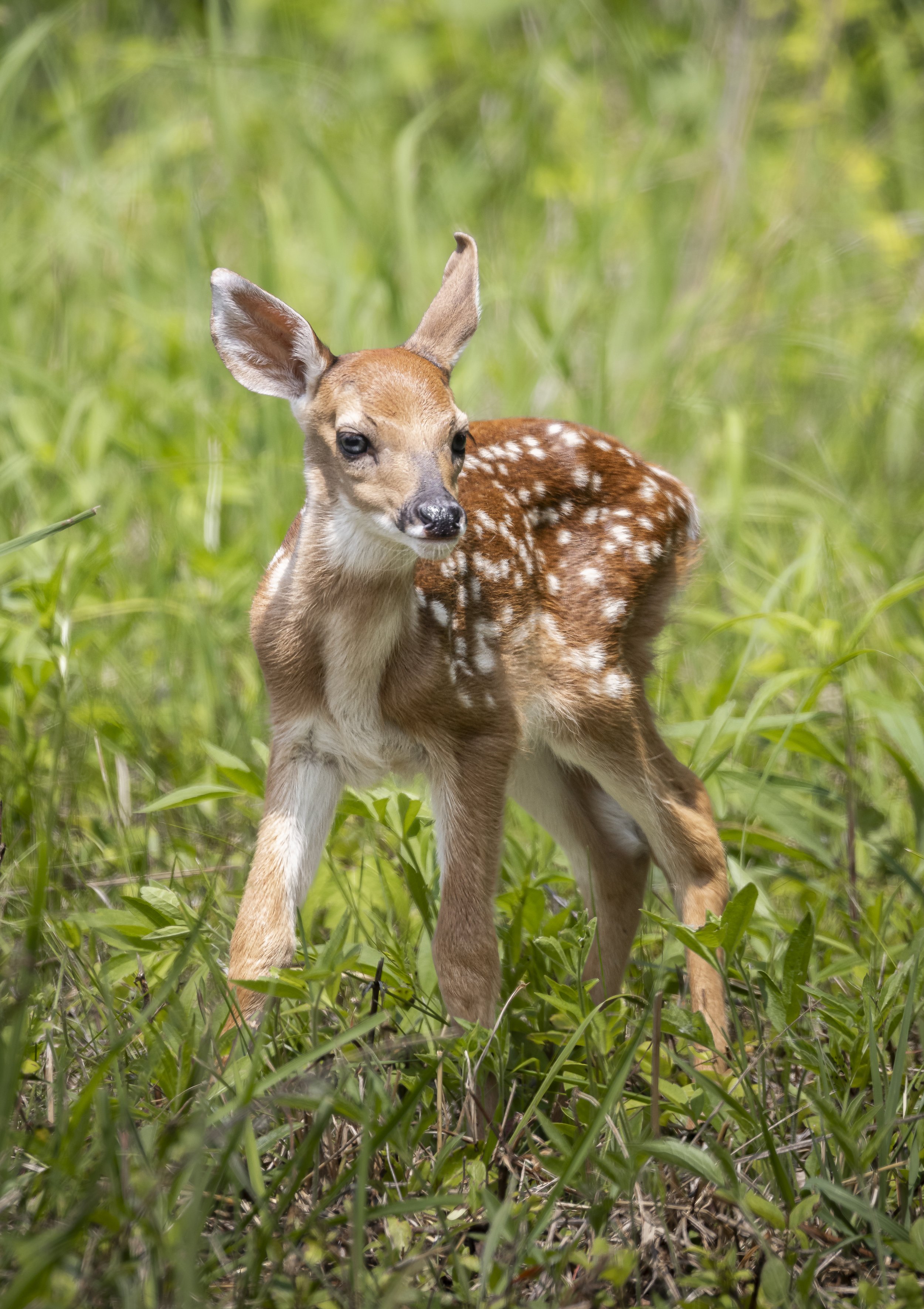 Website - White Tailed Deer Fawn.jpg