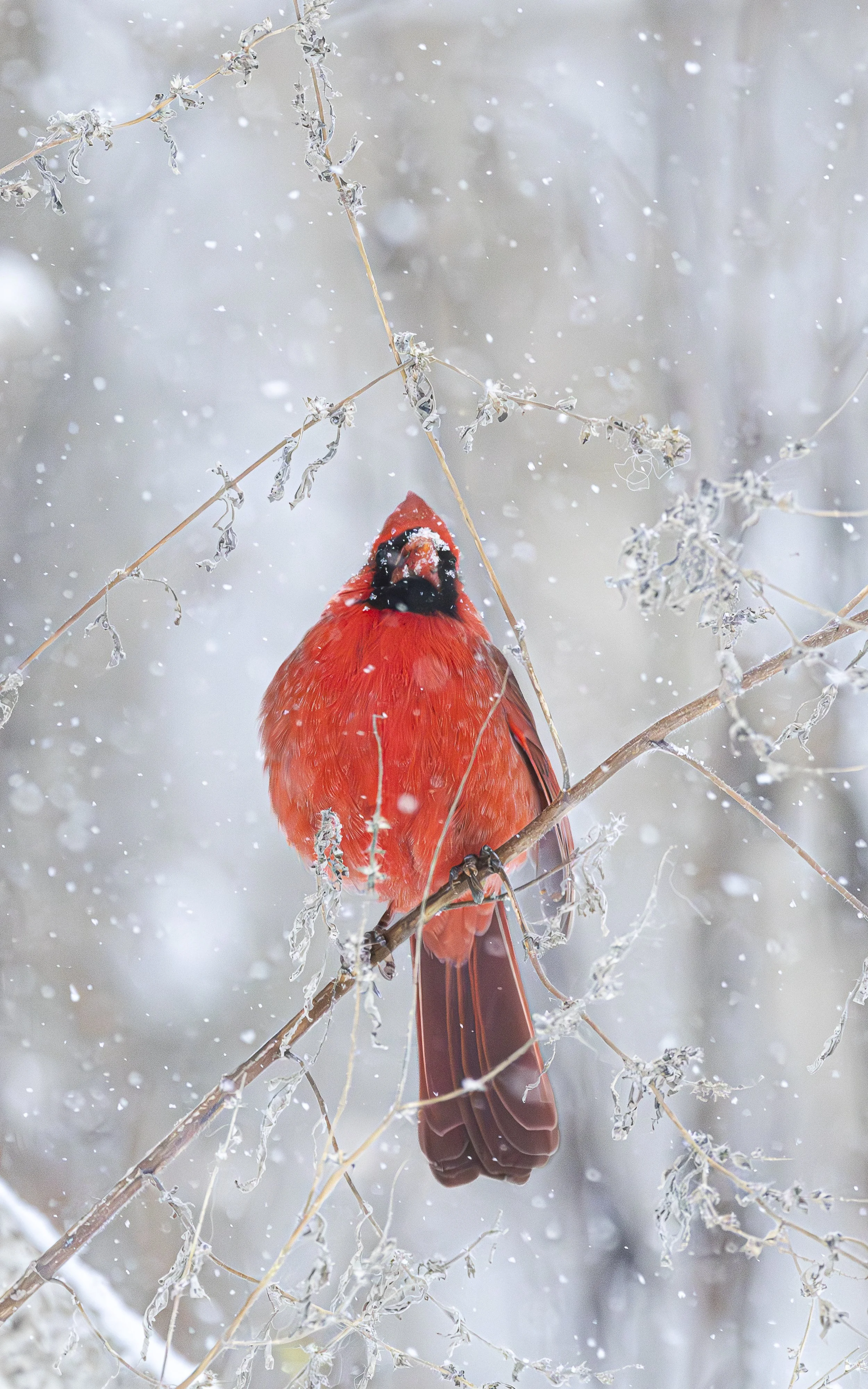 Website - Northern Cardinal.jpg