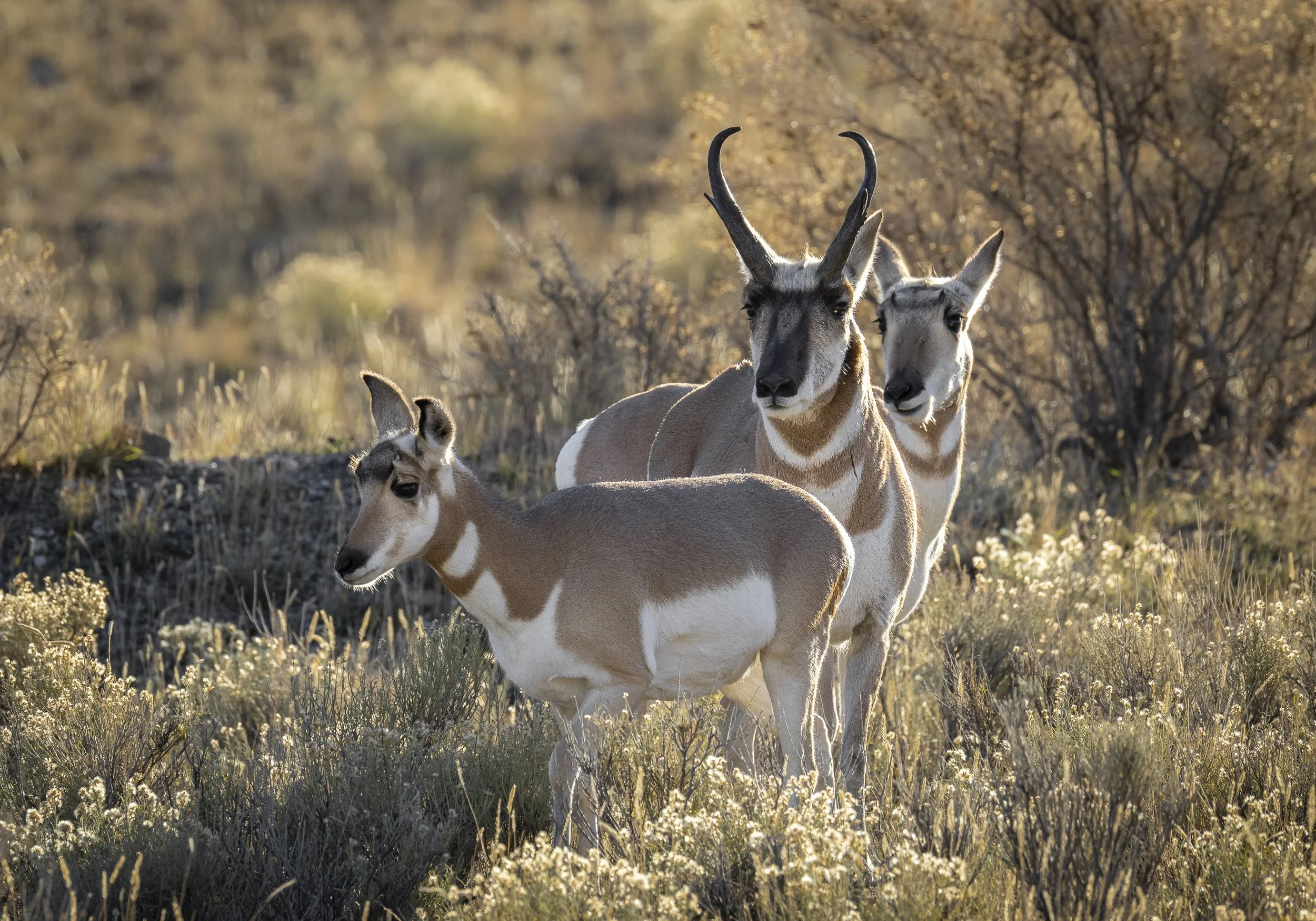 Website - Pronghorn - Yellowstone Pronghorn.jpg